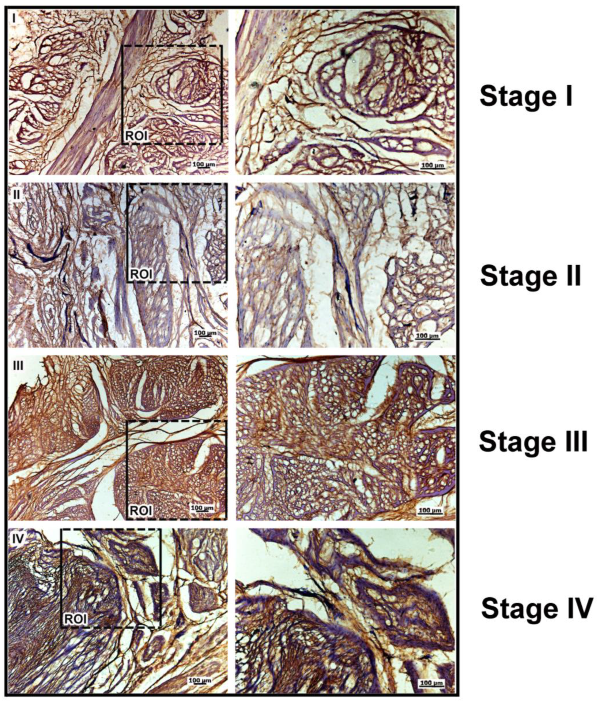 Ijms 25 07192 g005 Ijms 25 07192 g005