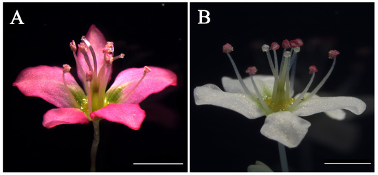 APETALA2-like Floral Homeotic Protein Up-Regulating