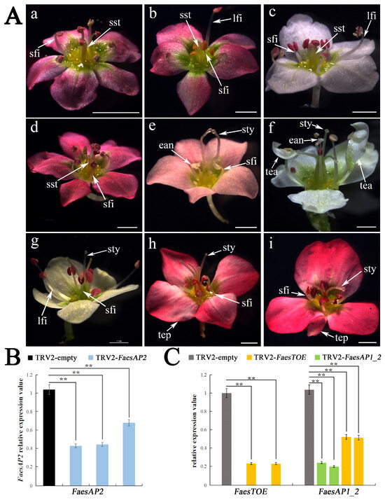 Long Non-Coding RNA Expression Levels Modulate Cell-Type
