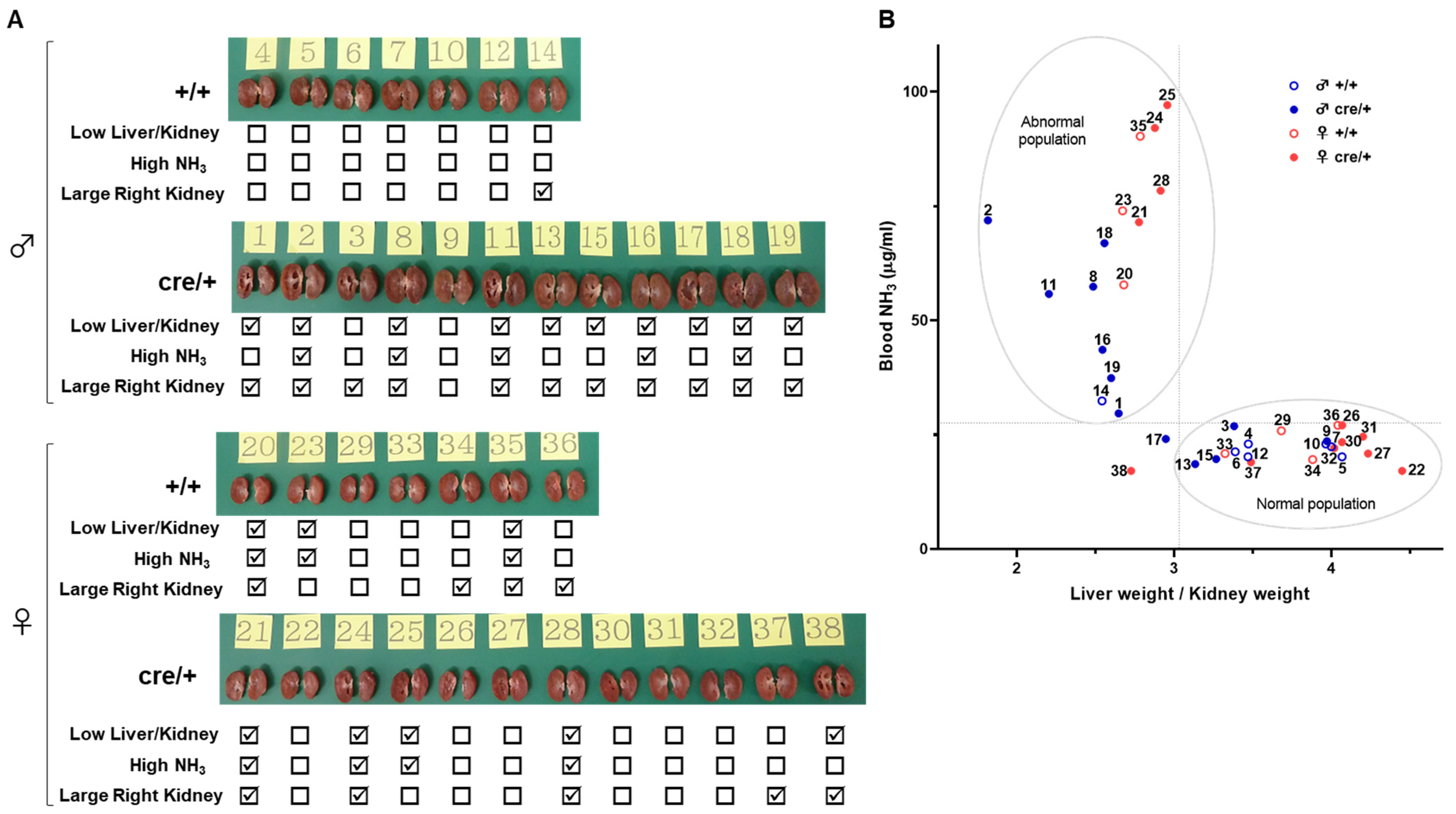 Ijms 25 07203 g004 Ijms 25 07203 g004
