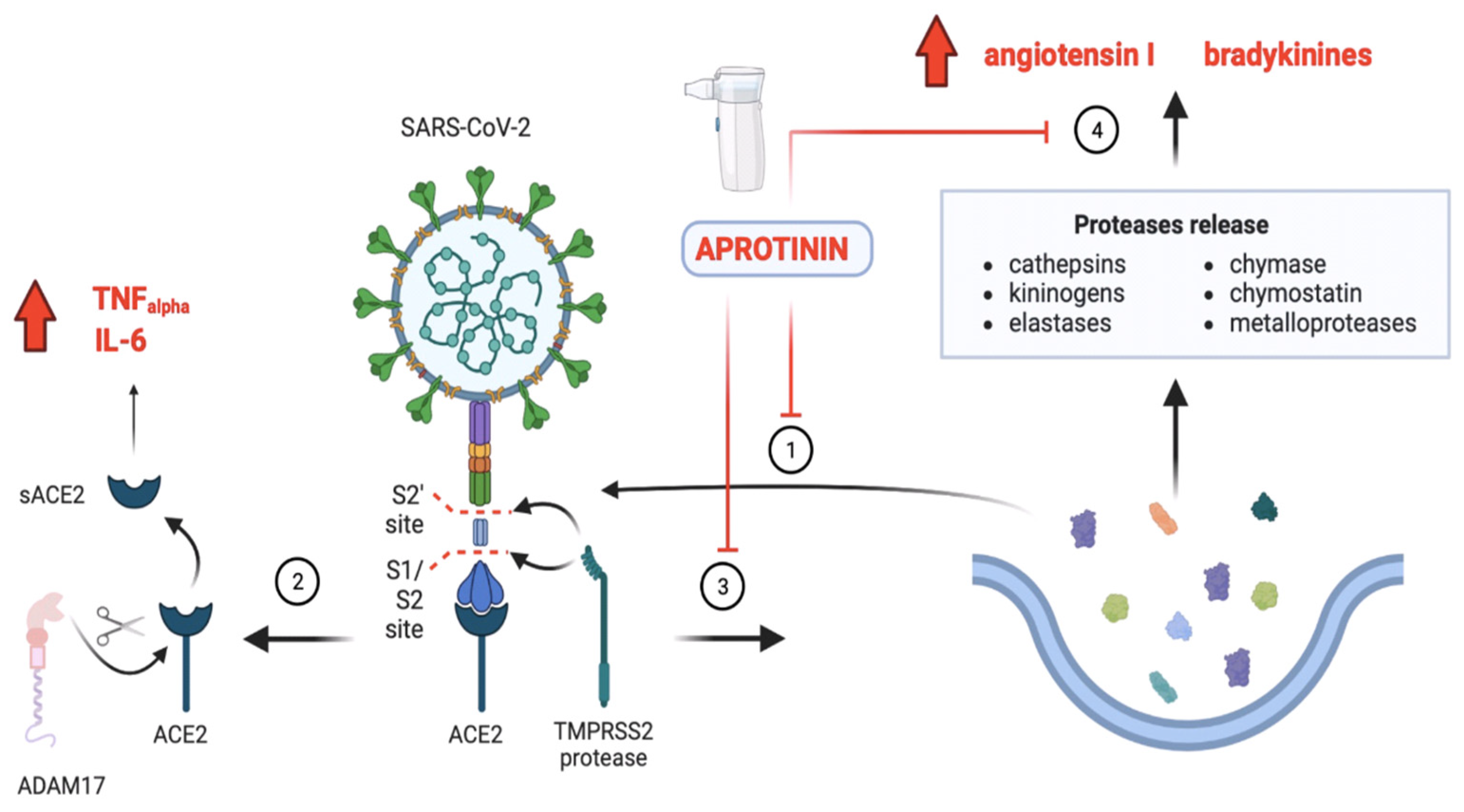 Ijms 25 07209 g002 Ijms 25 07209 g002