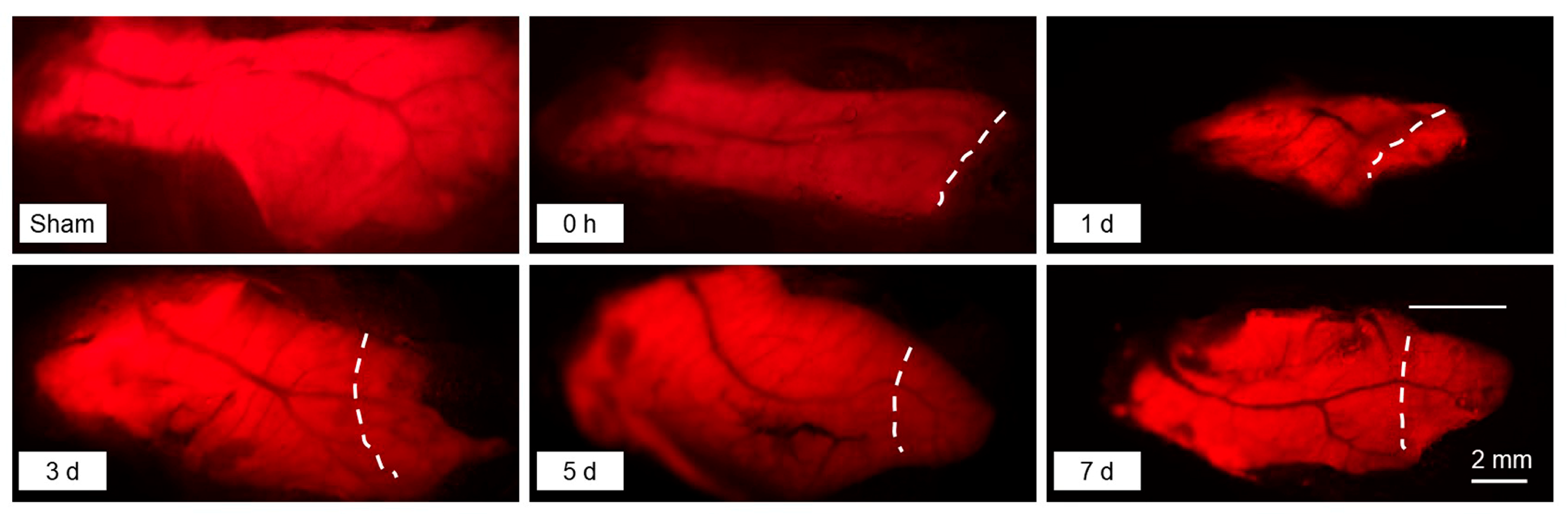 Ijms 25 07212 g001 Ijms 25 07212 g001