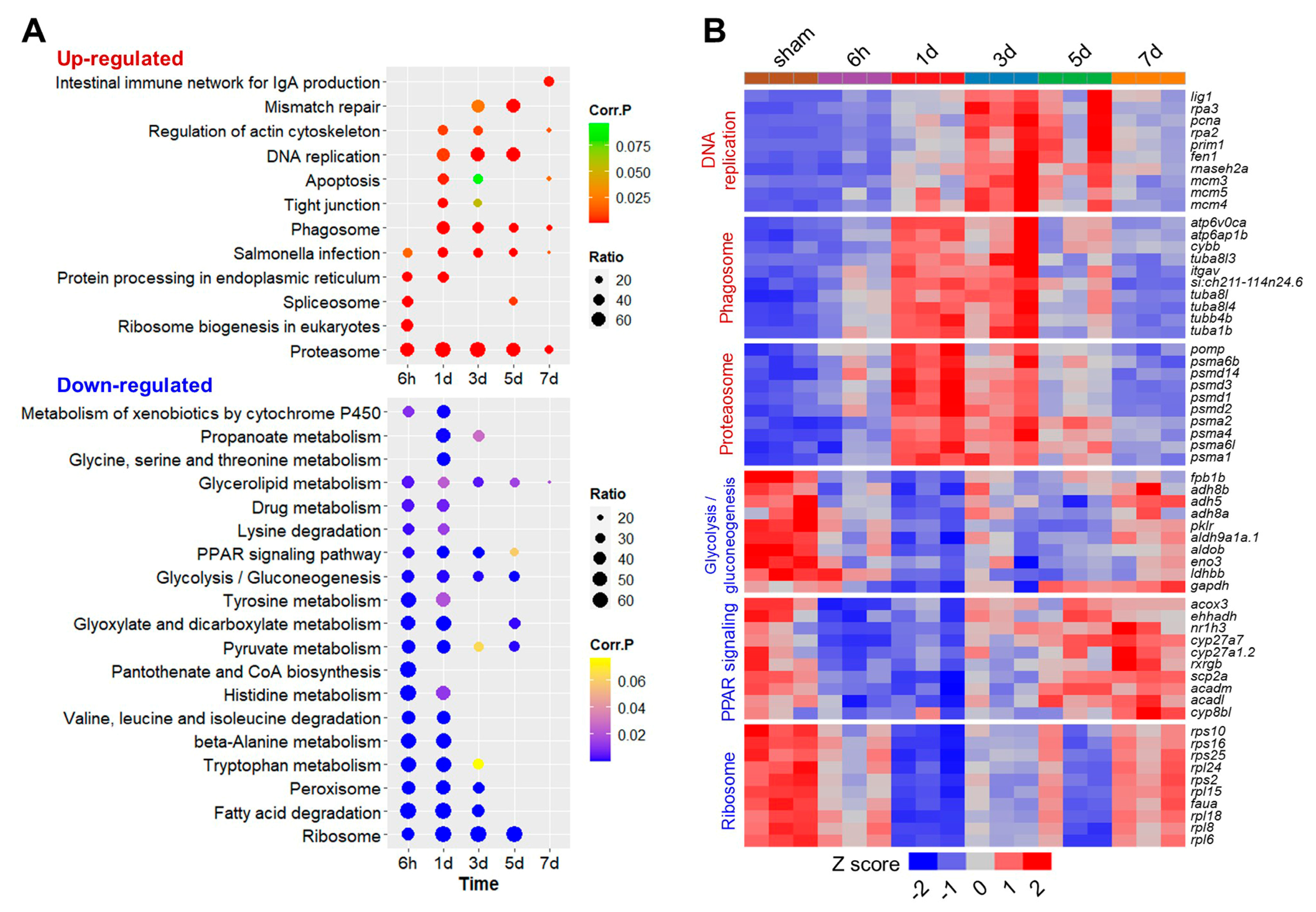 Ijms 25 07212 g004 Ijms 25 07212 g004
