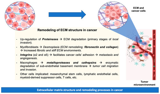 Breast Cancer: Extracellular Matrix and Microbiome Interactions