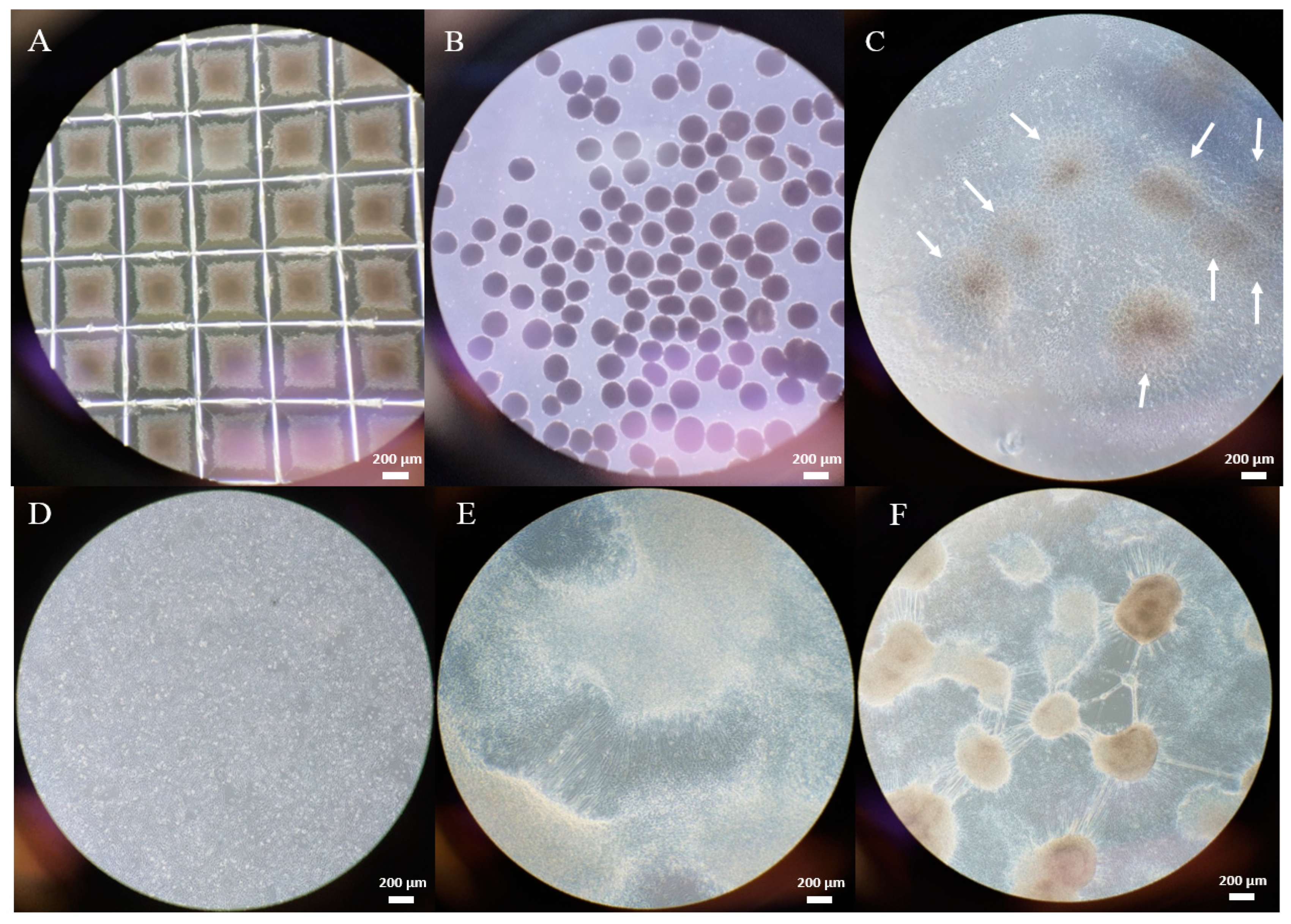 Ijms 25 07240 g002 Ijms 25 07240 g002