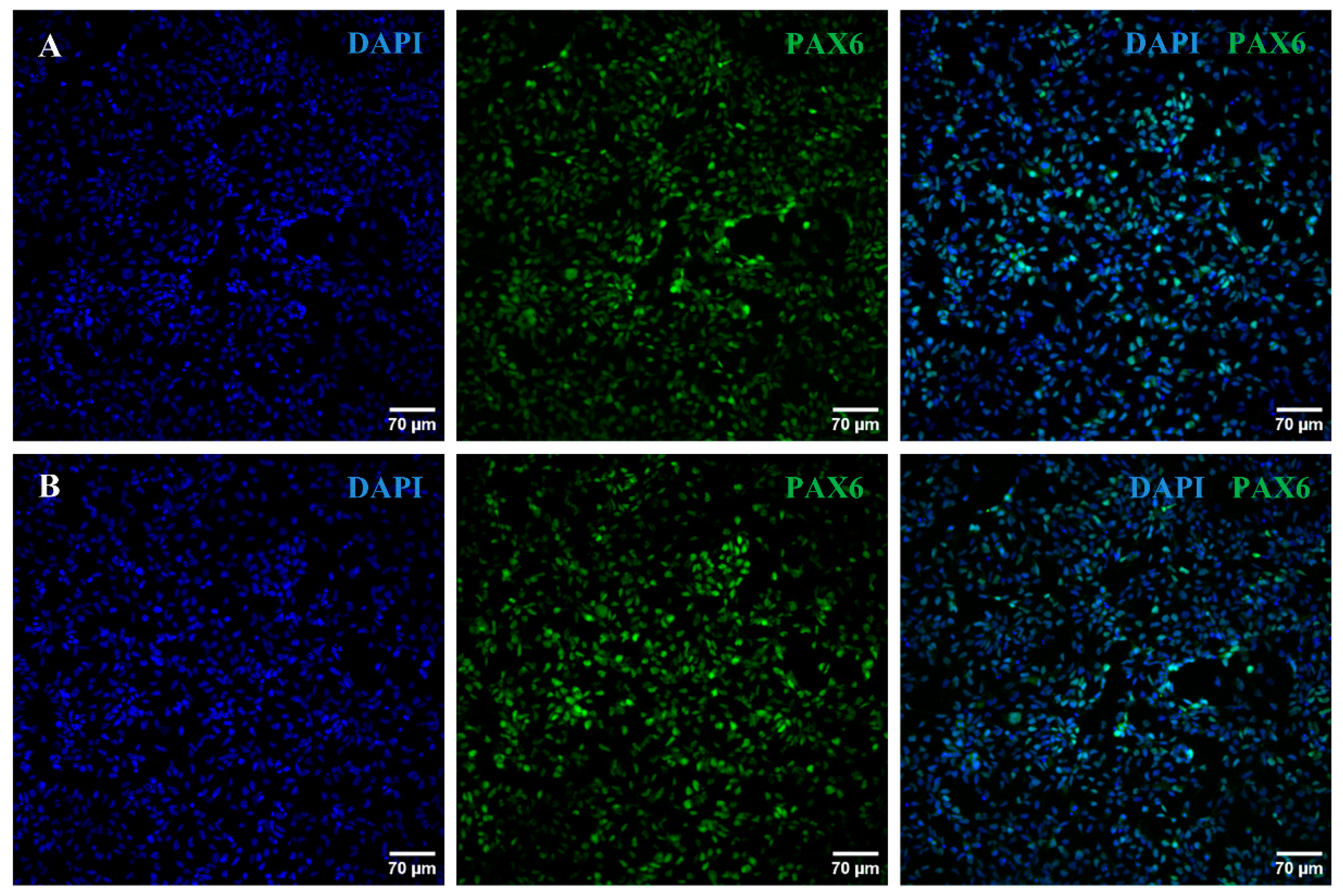 Ijms 25 07240 g004 Ijms 25 07240 g004