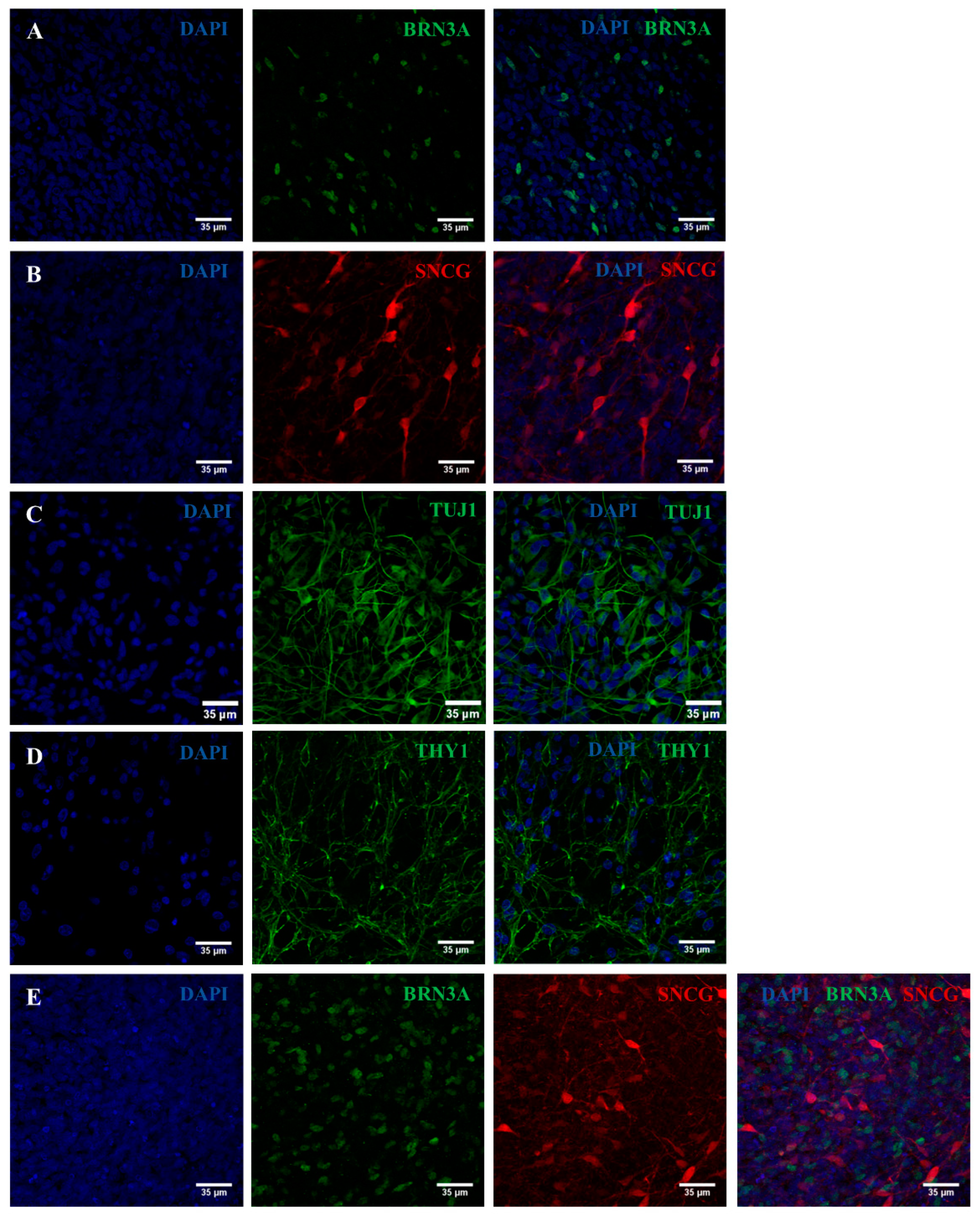 Ijms 25 07240 g005 Ijms 25 07240 g005