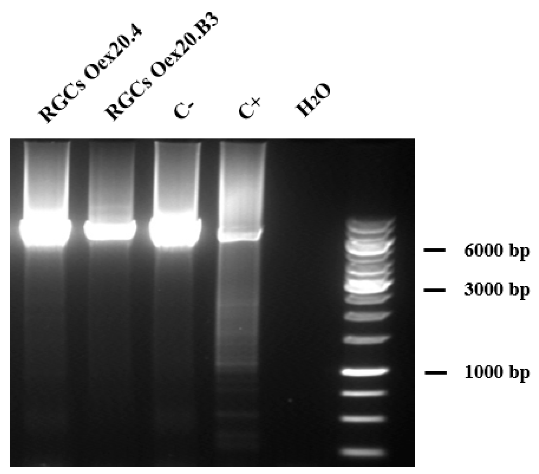 Ijms 25 07240 g008 Ijms 25 07240 g008