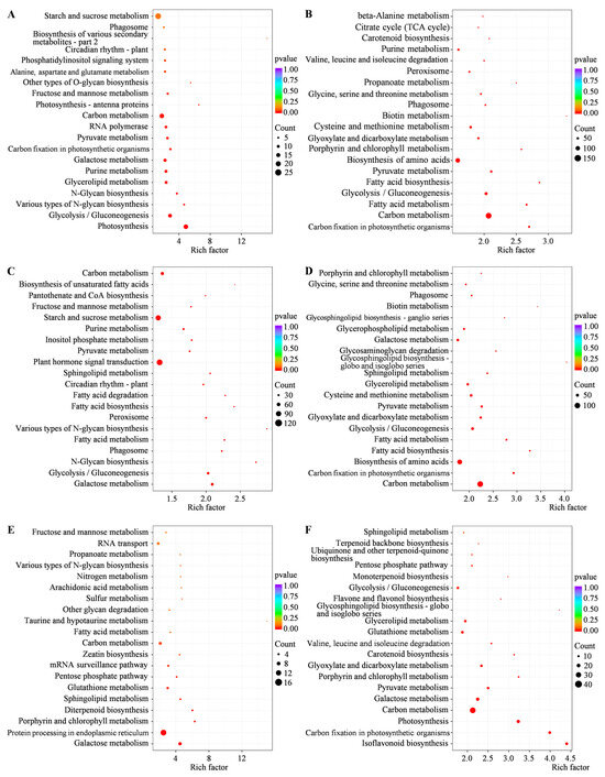 Comparative Phenotypic and Transcriptomic Analyses Provide Novel