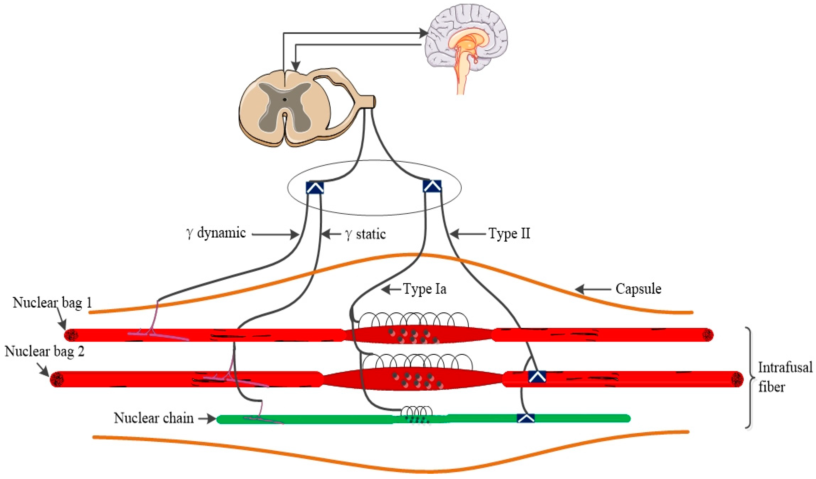 Ijms 25 07320 g001 Ijms 25 07320 g001
