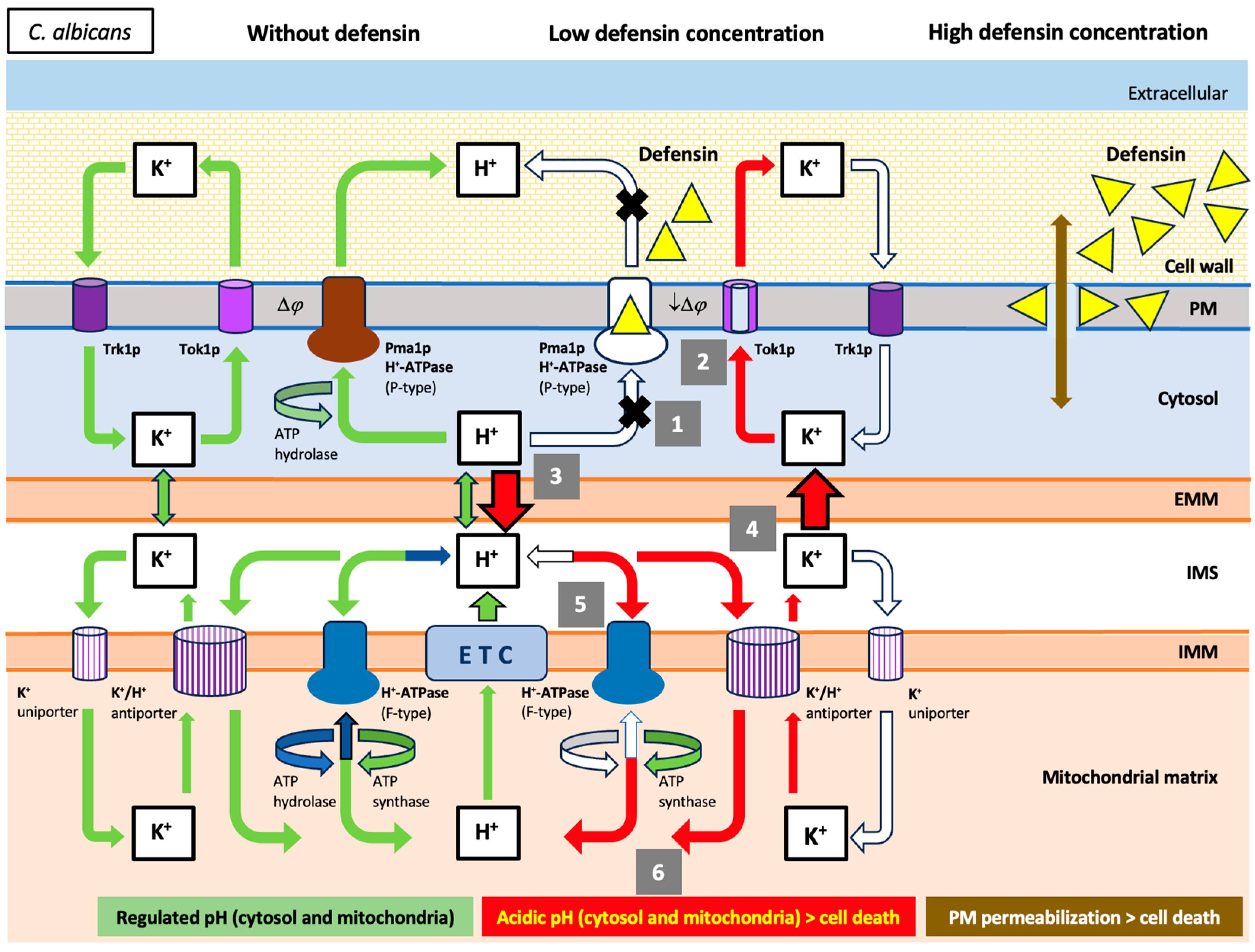 Ijms 25 07335 g006 Ijms 25 07335 g006