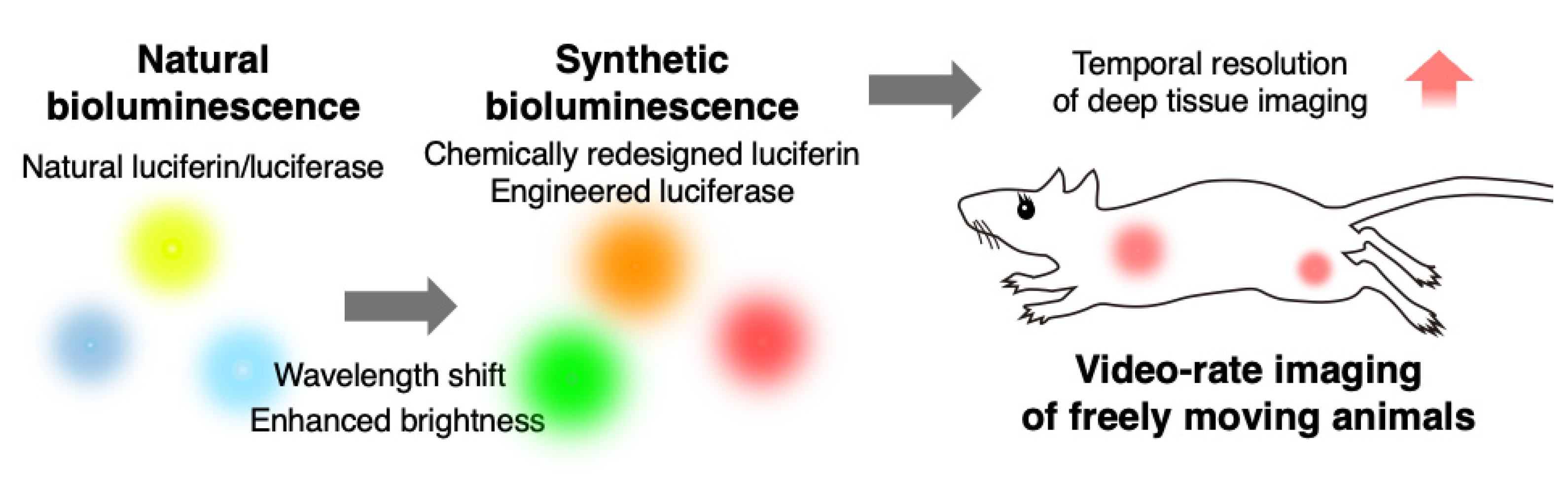 Ijms 25 07338 g001 Ijms 25 07338 g001