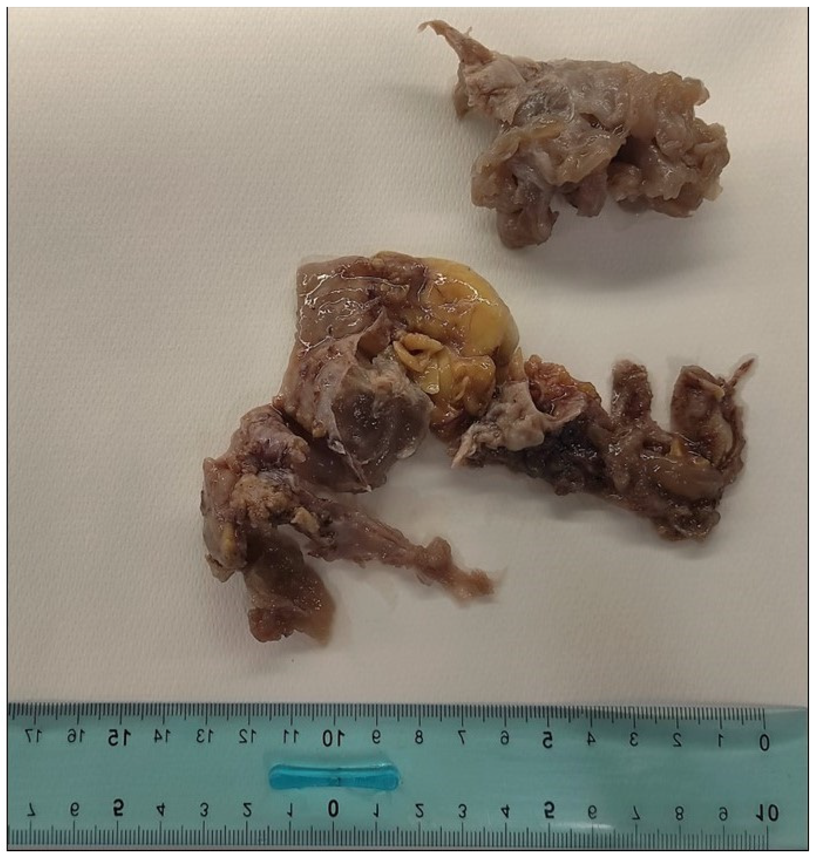 Ijms 25 07382 g002 Ijms 25 07382 g002