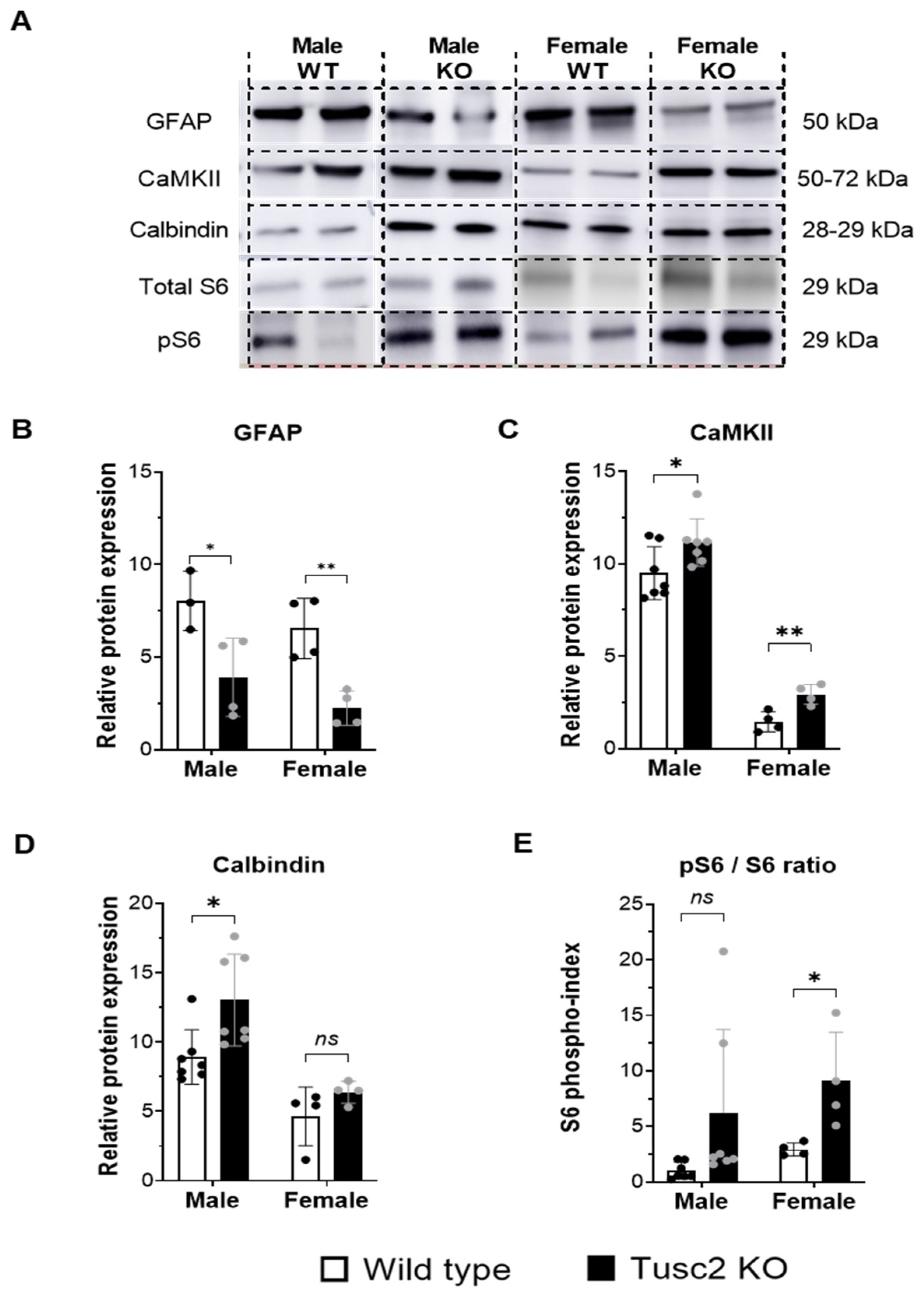 Ijms 25 07406 g008 Ijms 25 07406 g008