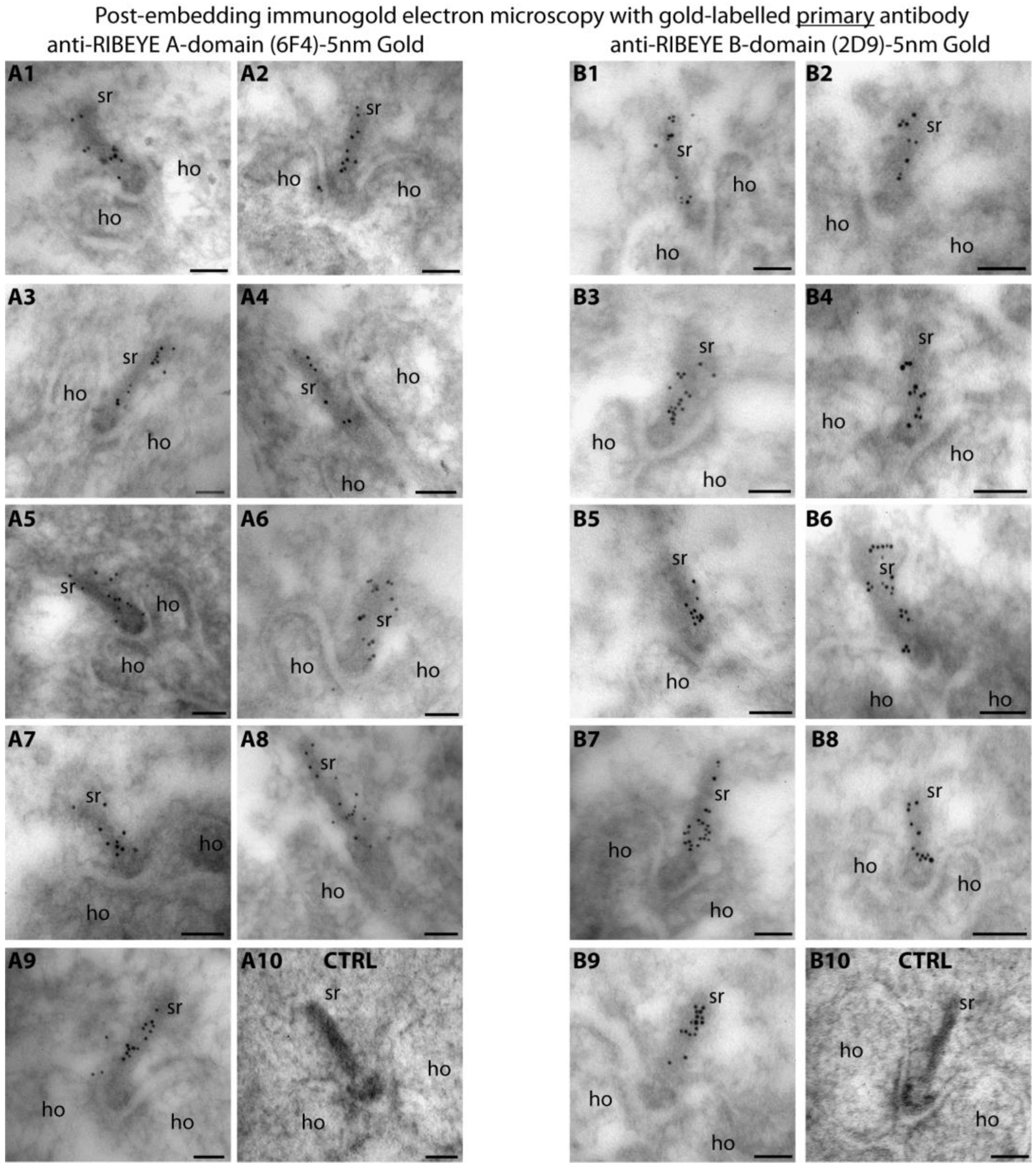 Ijms 25 07443 g001 Ijms 25 07443 g001