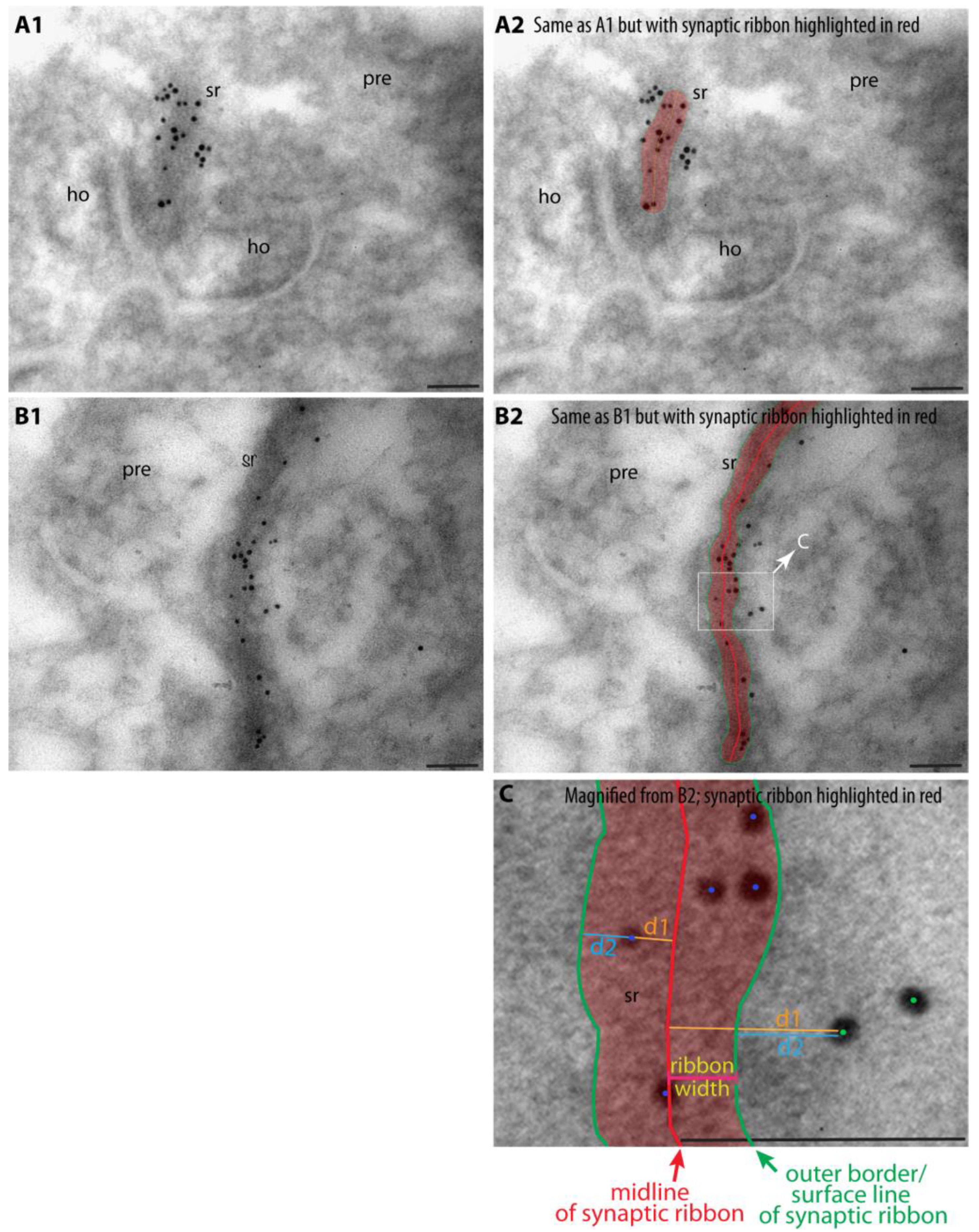 Ijms 25 07443 g002 Ijms 25 07443 g002