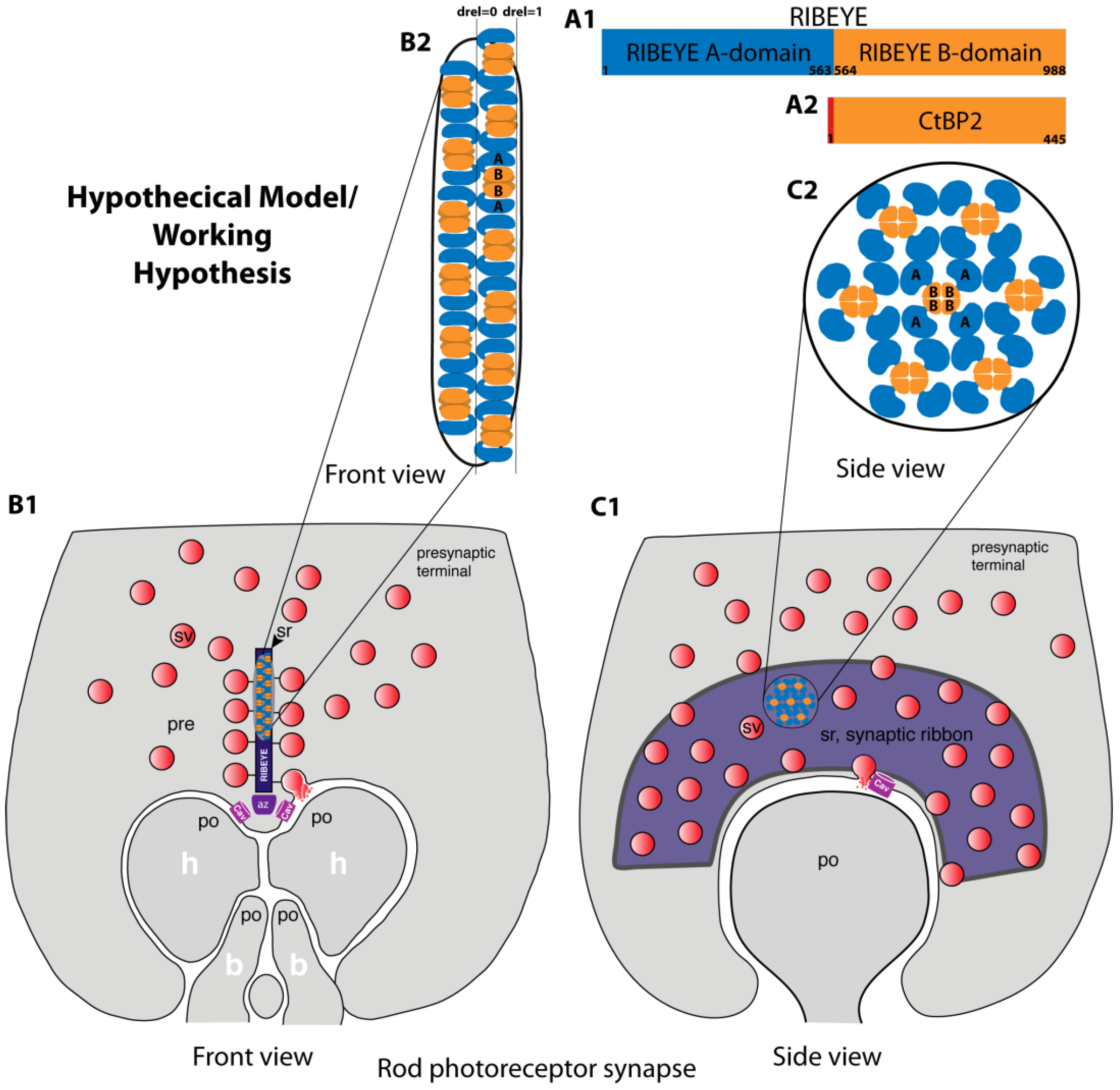 Ijms 25 07443 g006 Ijms 25 07443 g006