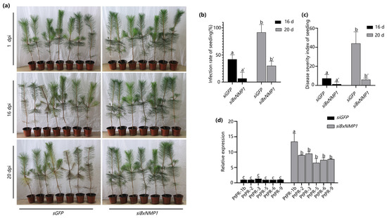 The Bursaphelenchus xylophilus Effector BxNMP1 Targets PtTLP-L2 to