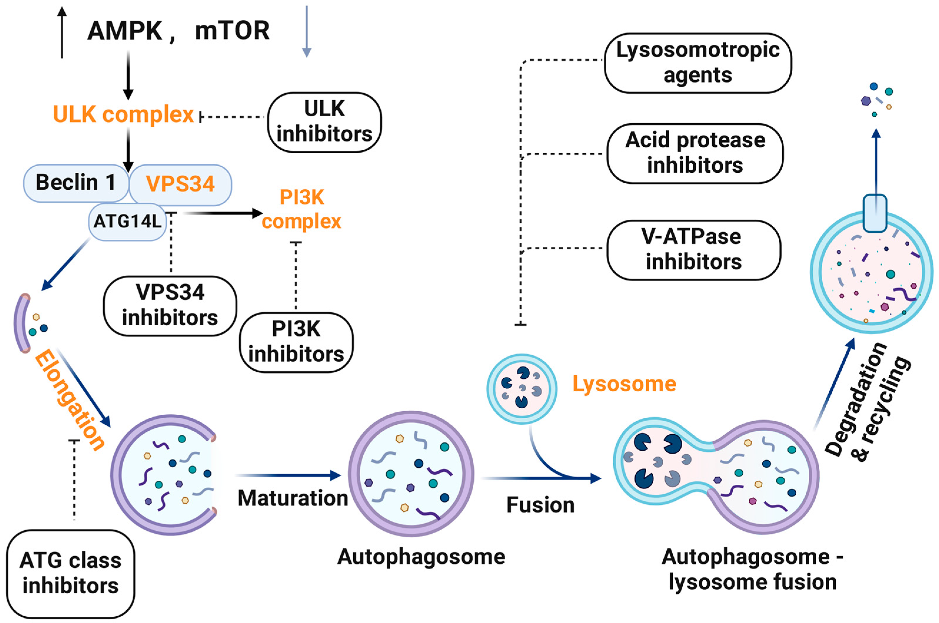 Ijms 25 07459 g002 Ijms 25 07459 g002