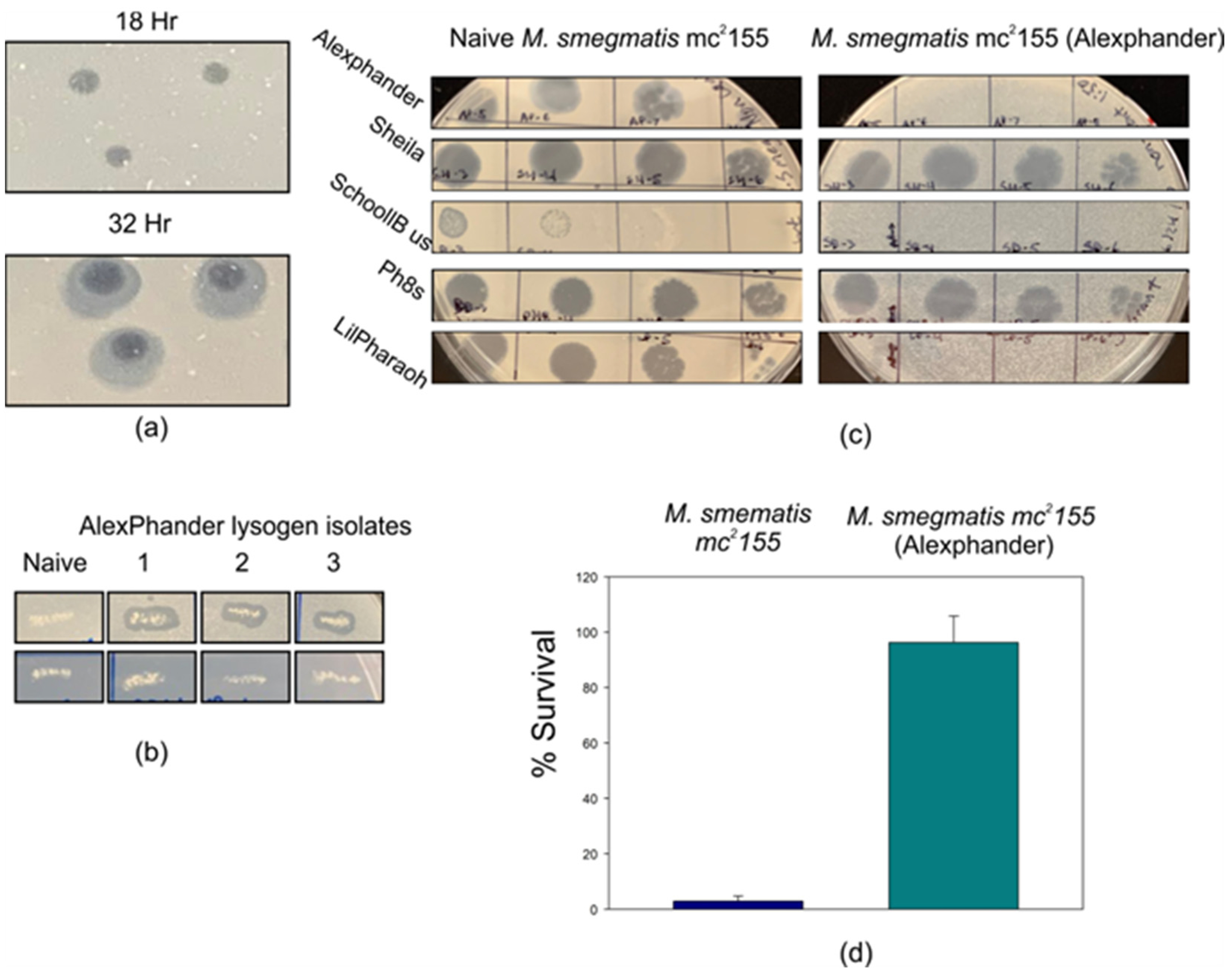 Ijms 25 07466 g001 Ijms 25 07466 g001