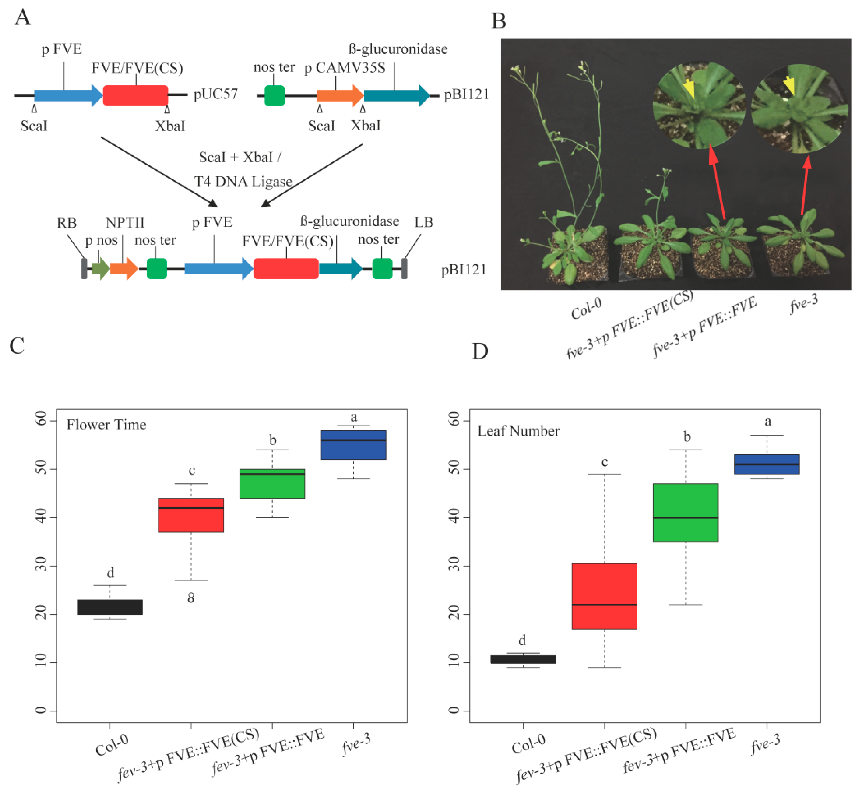 Ijms 25 07478 g004 Ijms 25 07478 g004