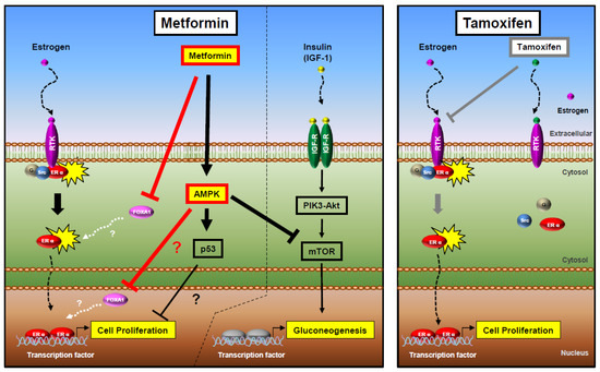 ミミ Metformin Prevents Tumor Cell Growth and Invasion of Human