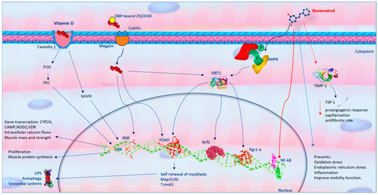 Resveratrol and Vitamin D: Eclectic Molecules Promoting