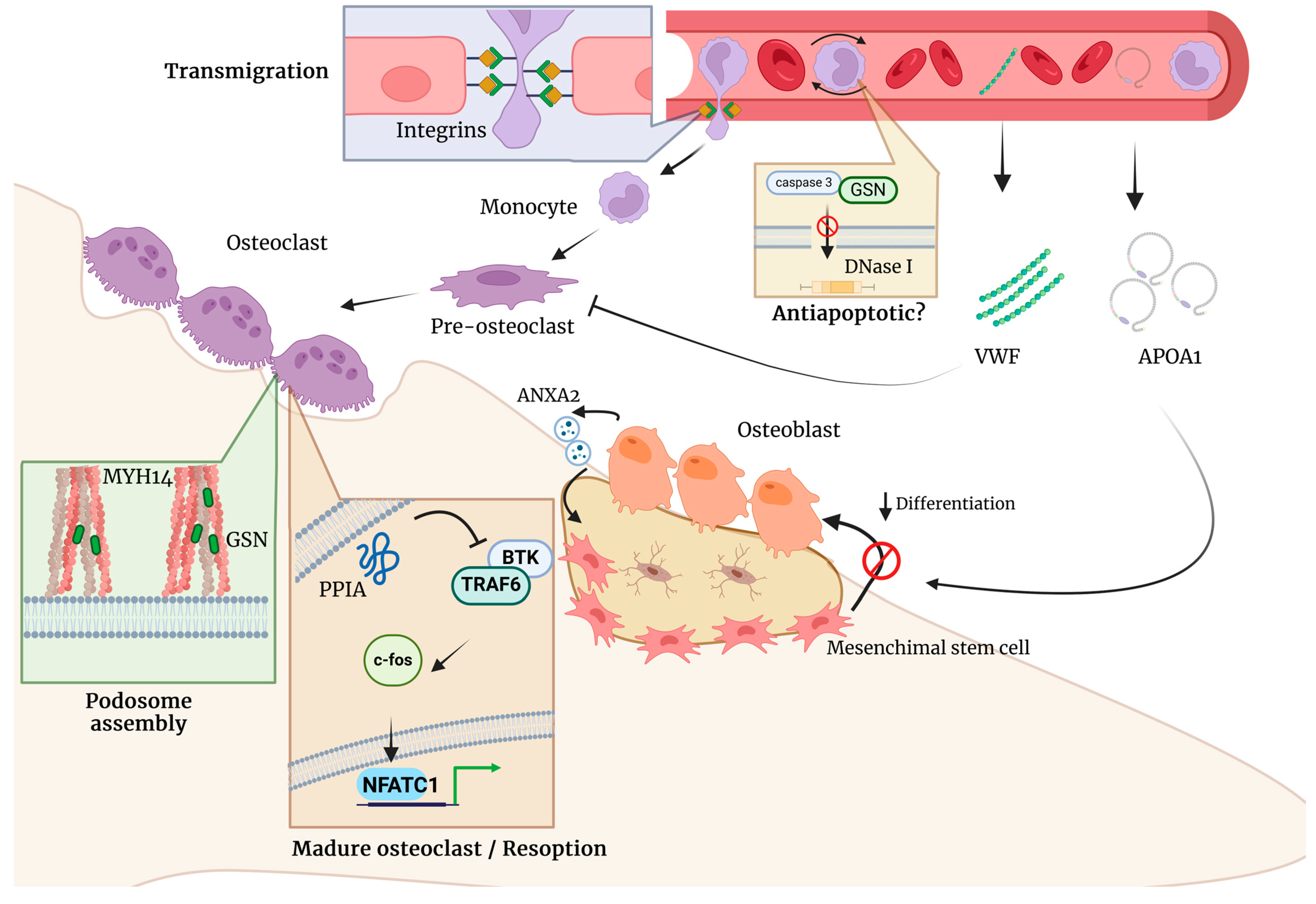 Ijms 25 07526 g005 Ijms 25 07526 g005