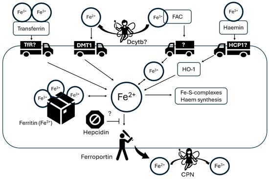 The Role of Glia in Wilson’s Disease: Clinical, Neuroimaging ...
