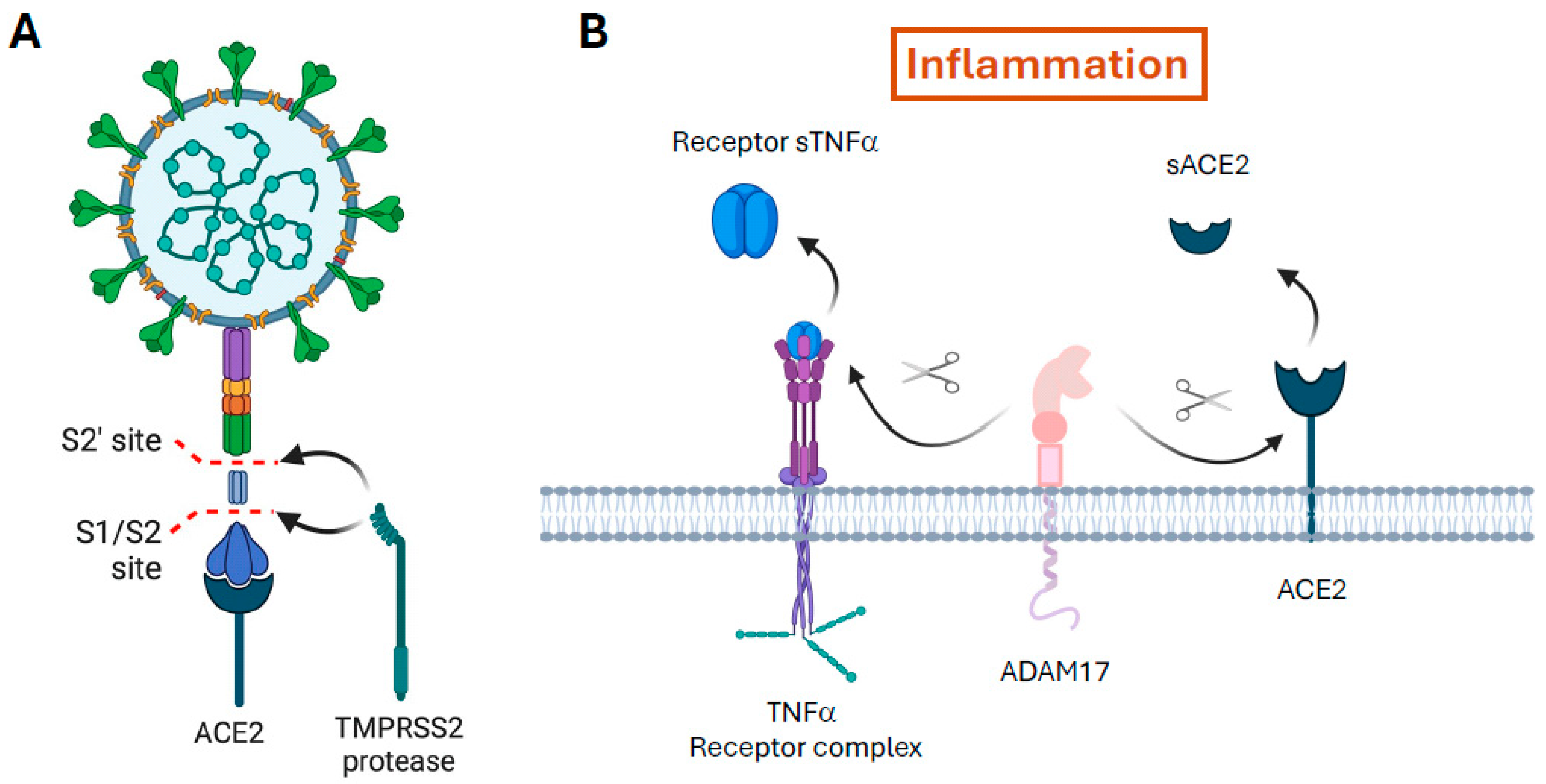 Ijms 25 07553 g001 Ijms 25 07553 g001