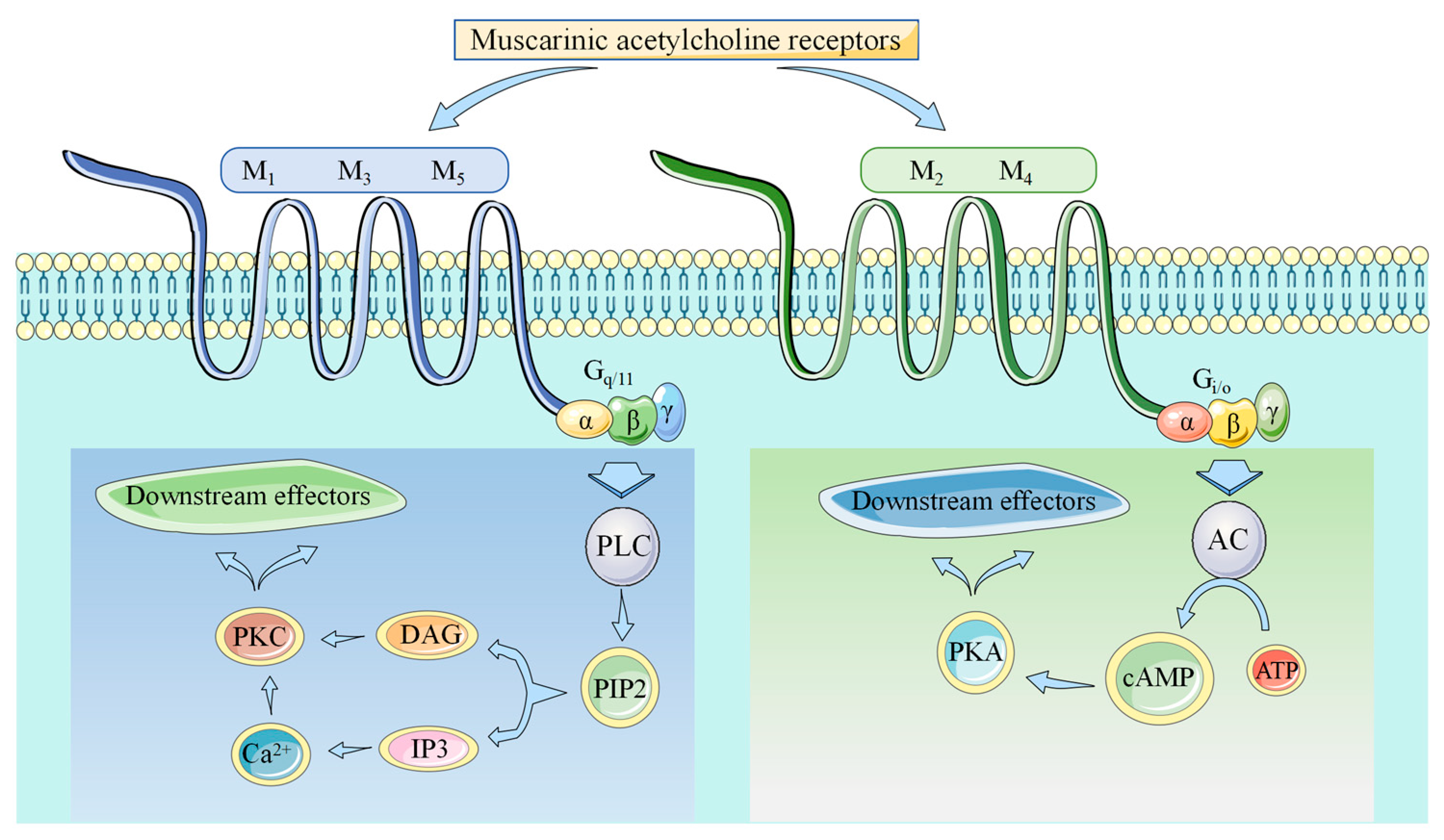 Ijms 25 07560 g001 Ijms 25 07560 g001