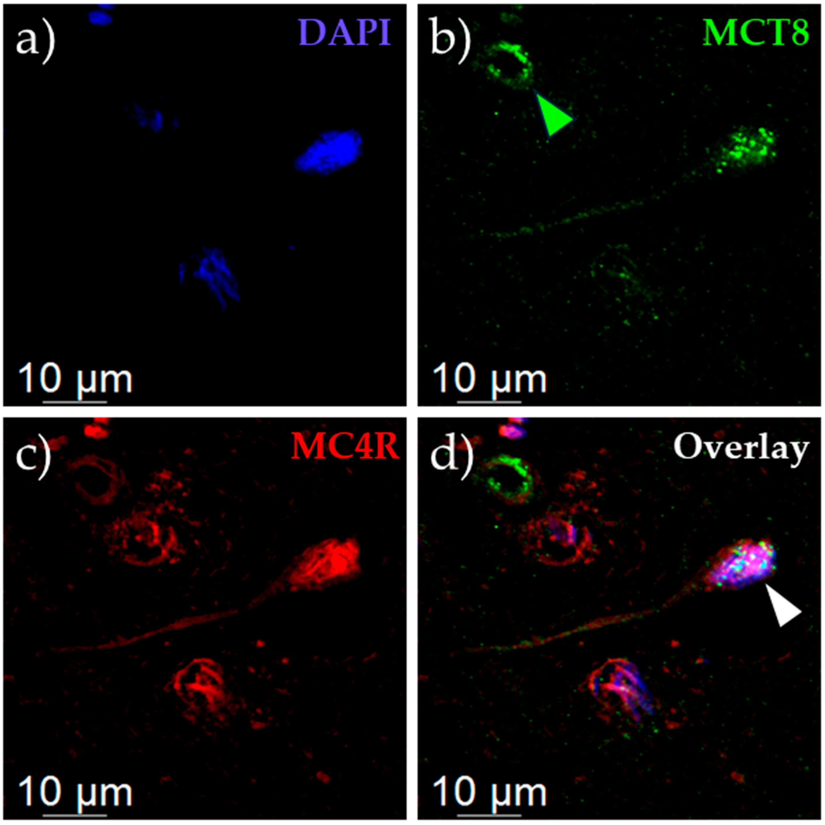 Ijms 25 07565 g001 Ijms 25 07565 g001