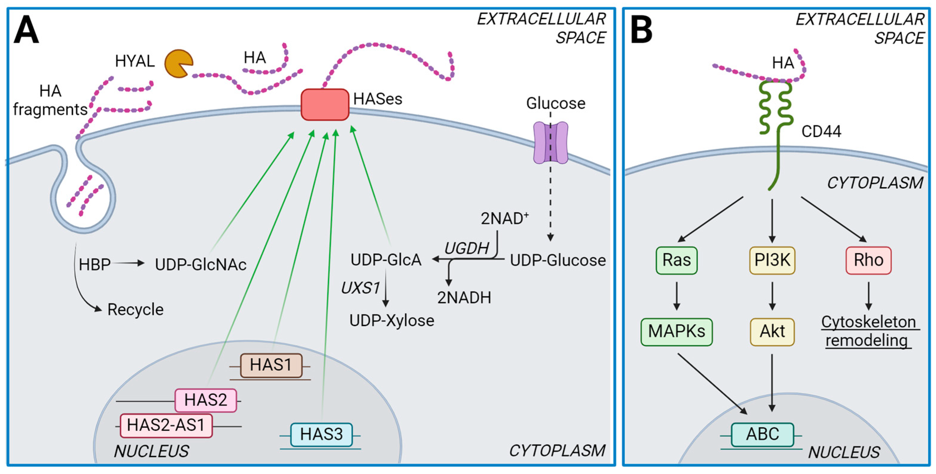 Ijms 25 07607 g001 Ijms 25 07607 g001