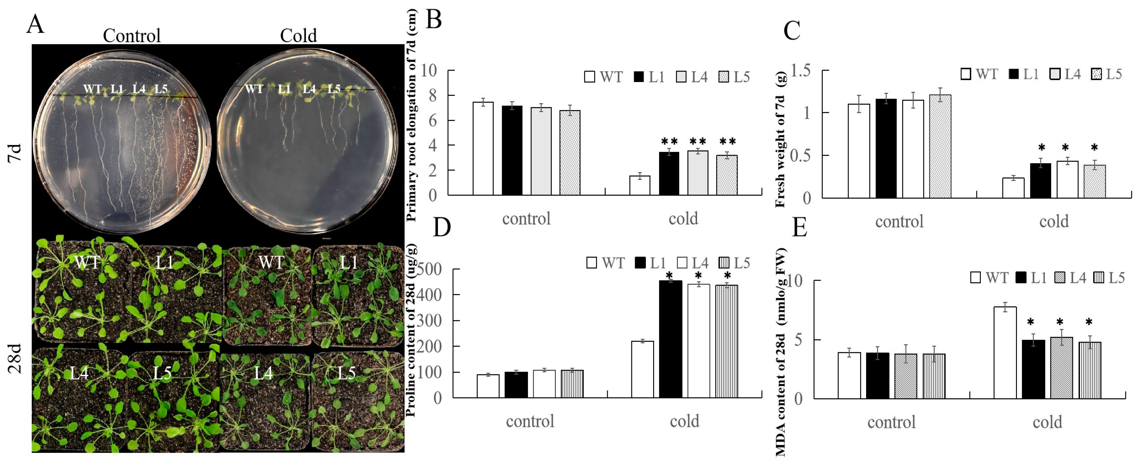 Ijms 25 07614 g008 Ijms 25 07614 g008
