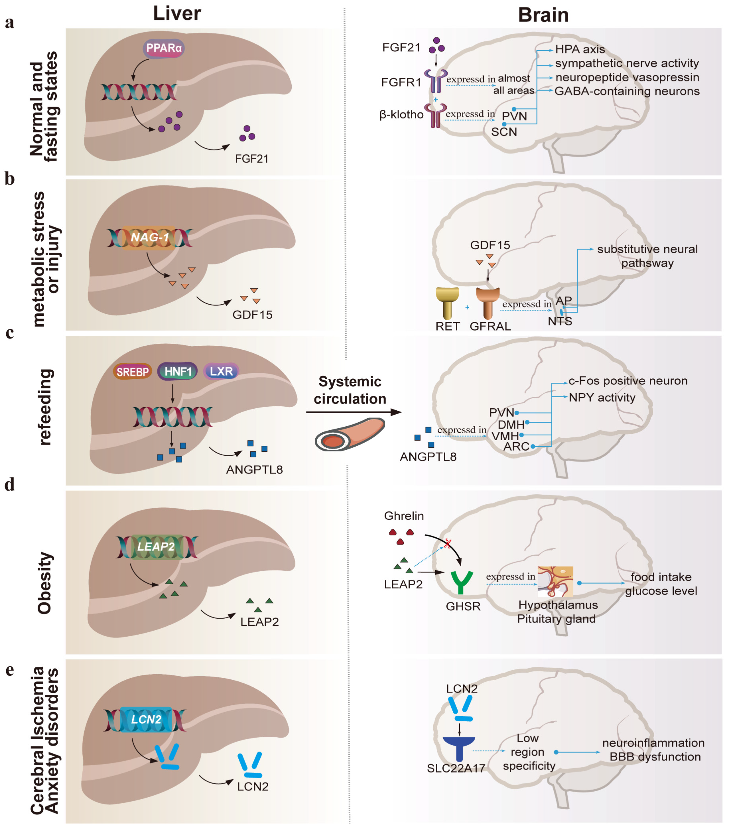 健康・医学 The Liver: Biology and Pathobiology 5th The Liver: Biology and Pathobiology: Arias, Irwin M., Alter