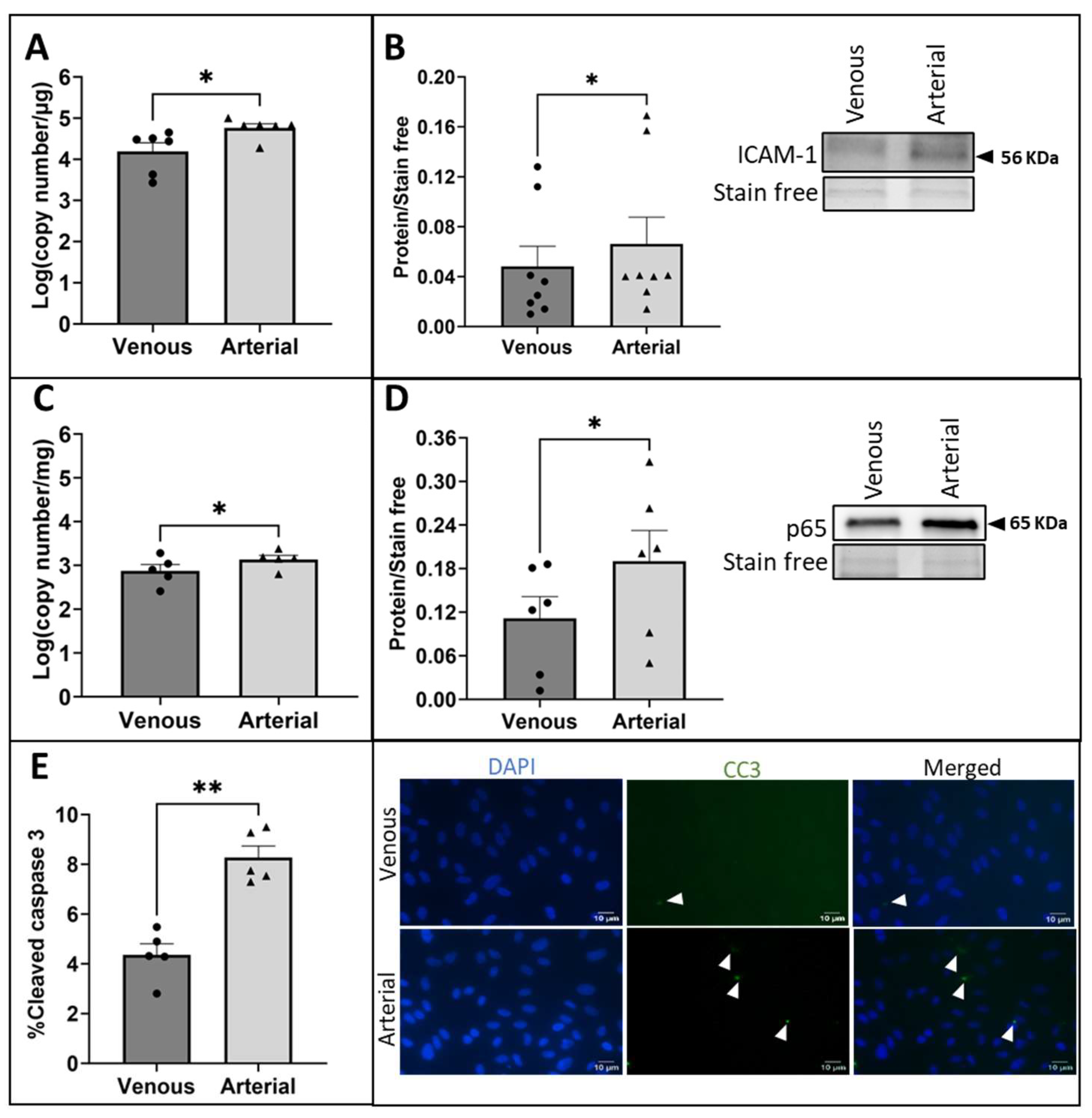 Ijms 25 07638 g001 Ijms 25 07638 g001
