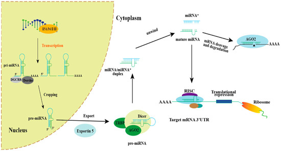 The Role of microRNA in Schizophrenia: A Scoping Review