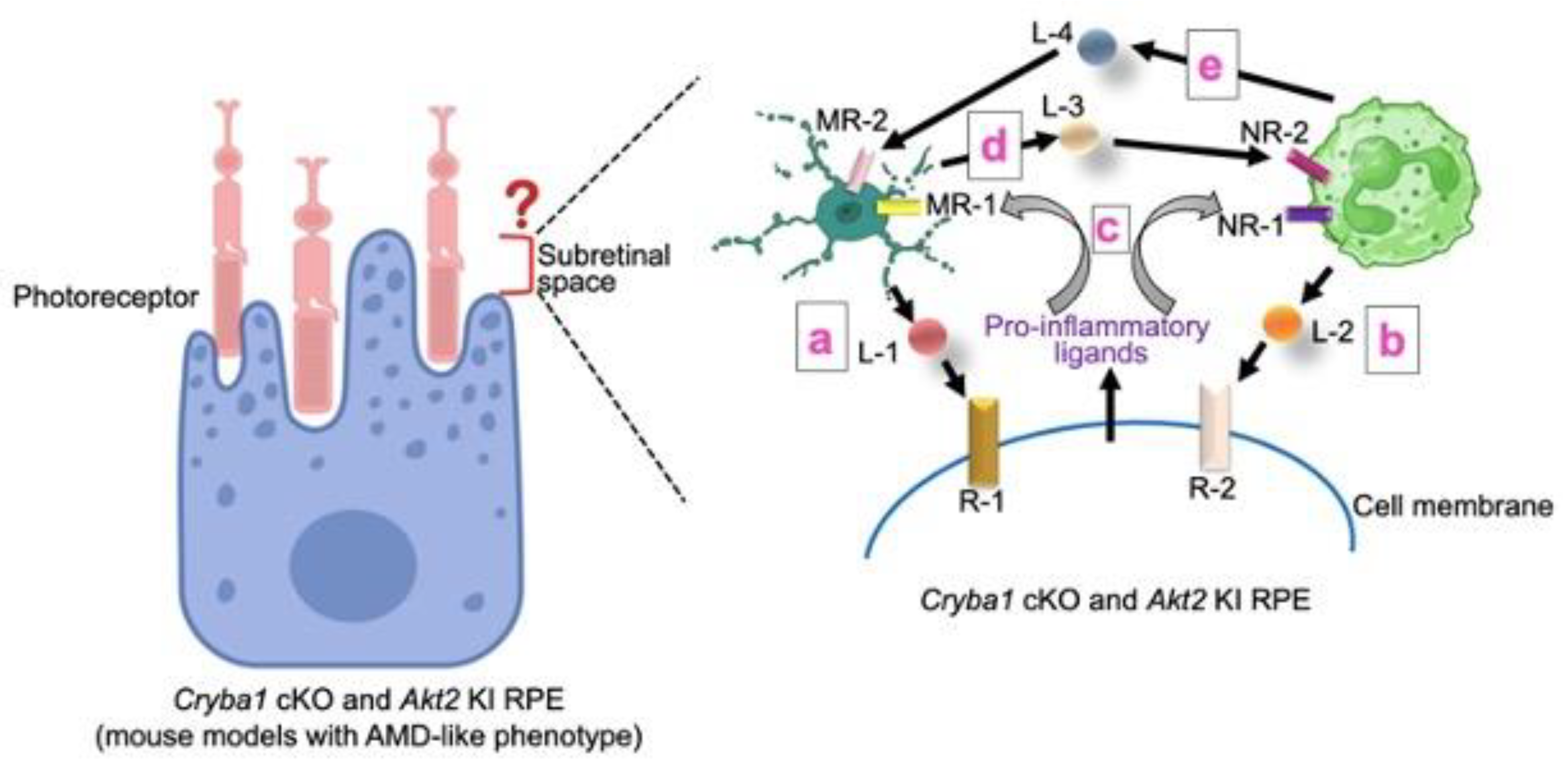 Ijms 25 07736 g001 Ijms 25 07736 g001