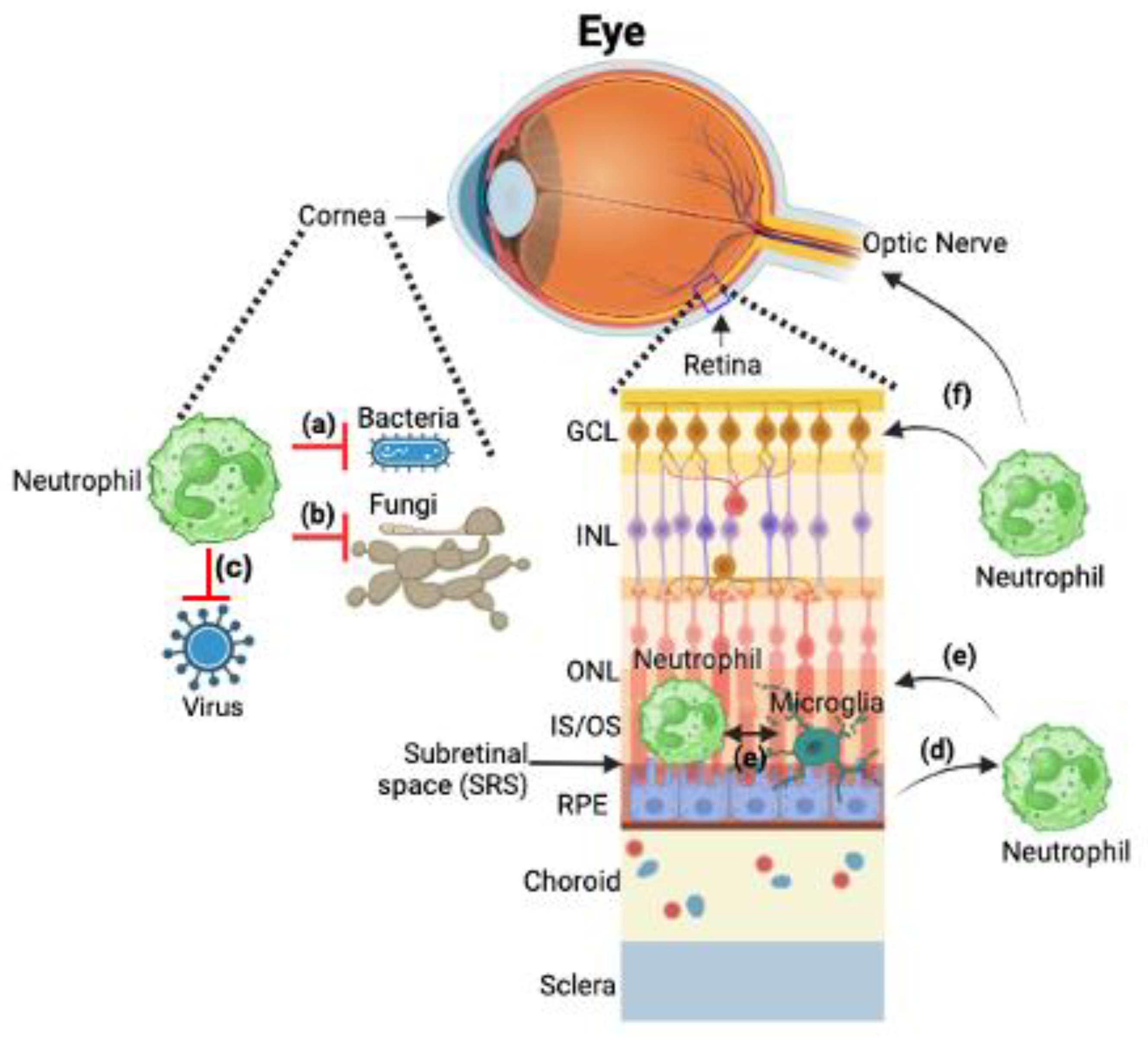 Ijms 25 07736 g002 Ijms 25 07736 g002