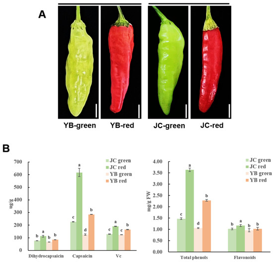 Dissection of Metabolome and Transcriptome—Insights into