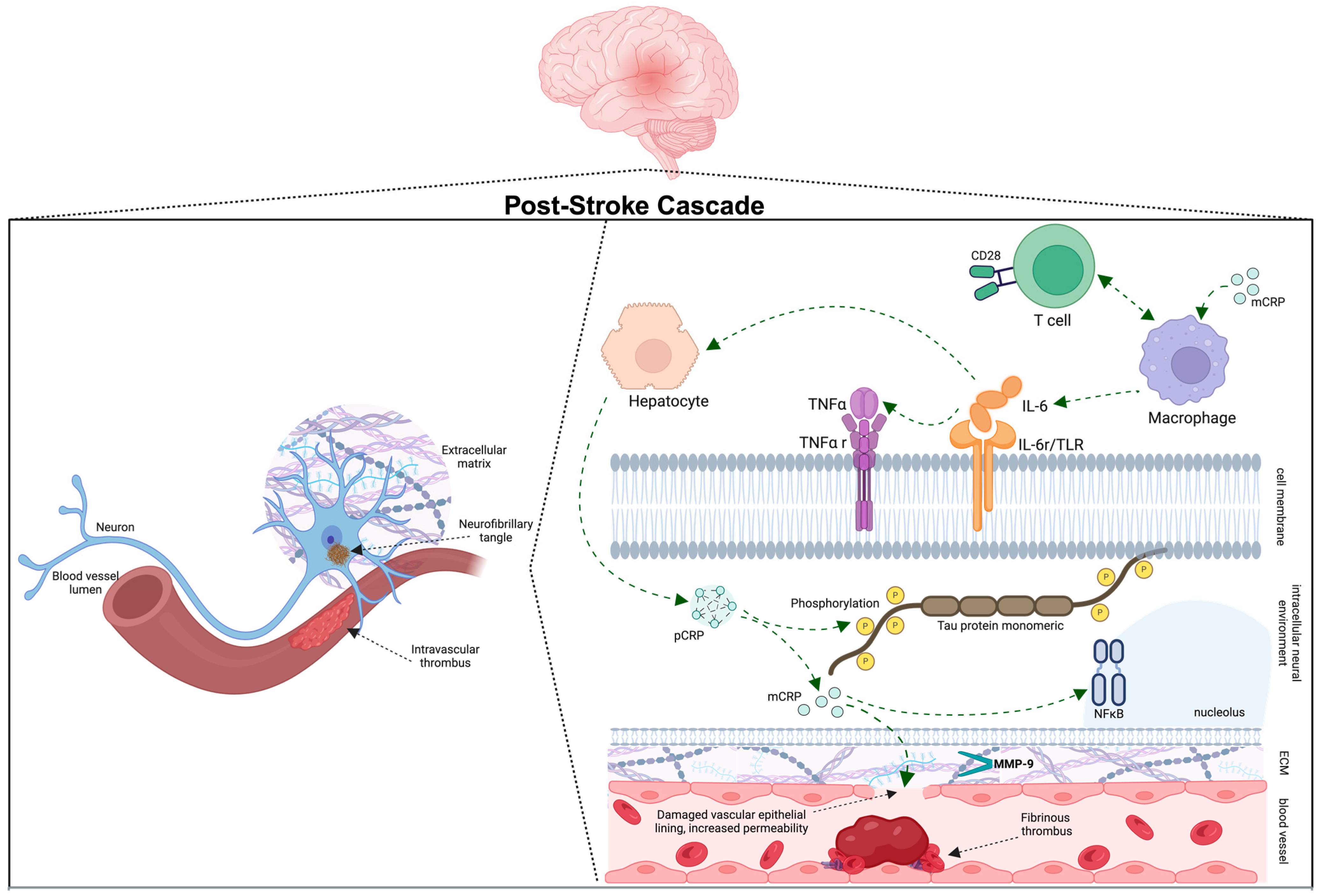 Ijms 25 07772 g001 Ijms 25 07772 g001