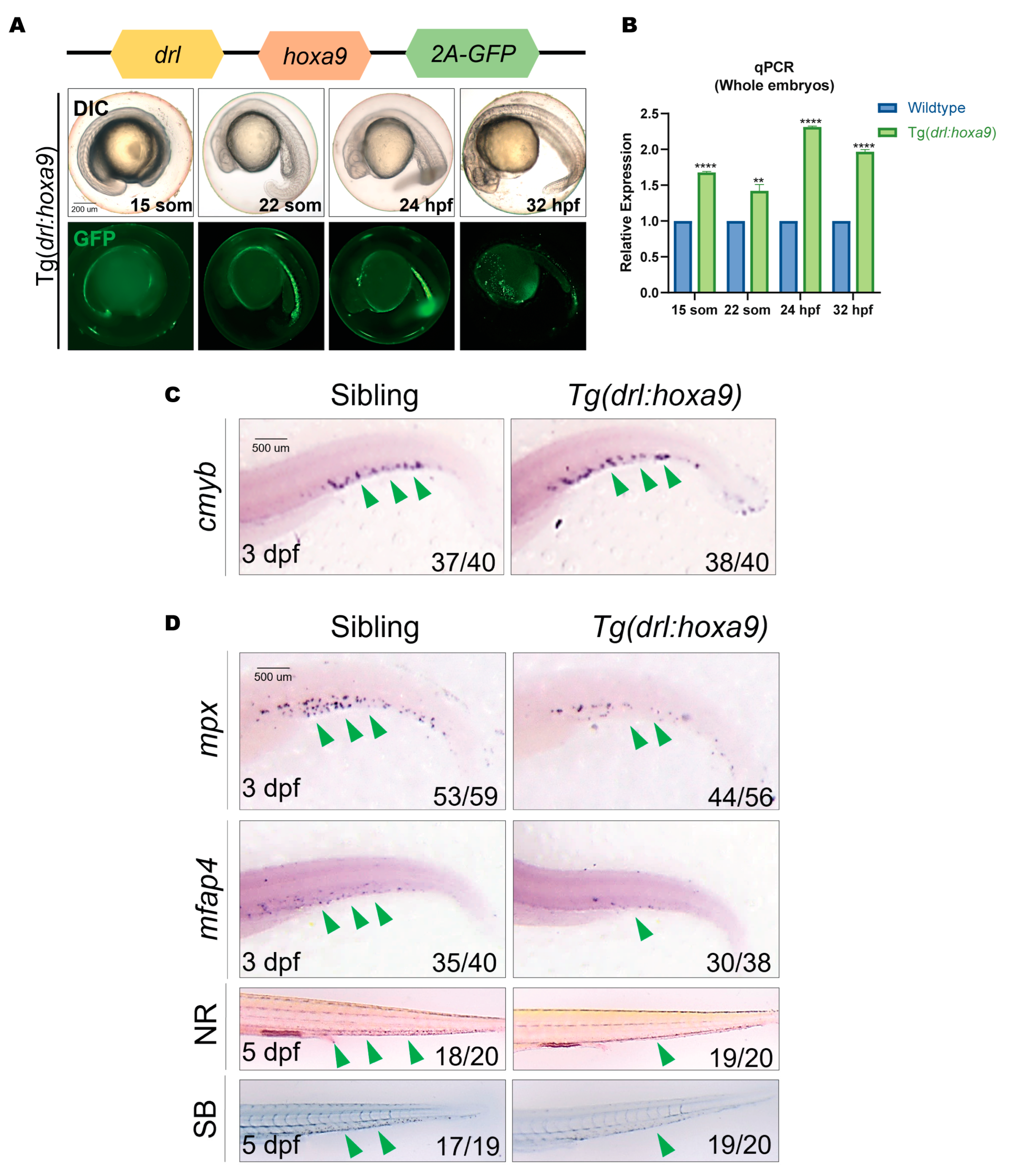 Ijms 25 07798 g001 Ijms 25 07798 g001