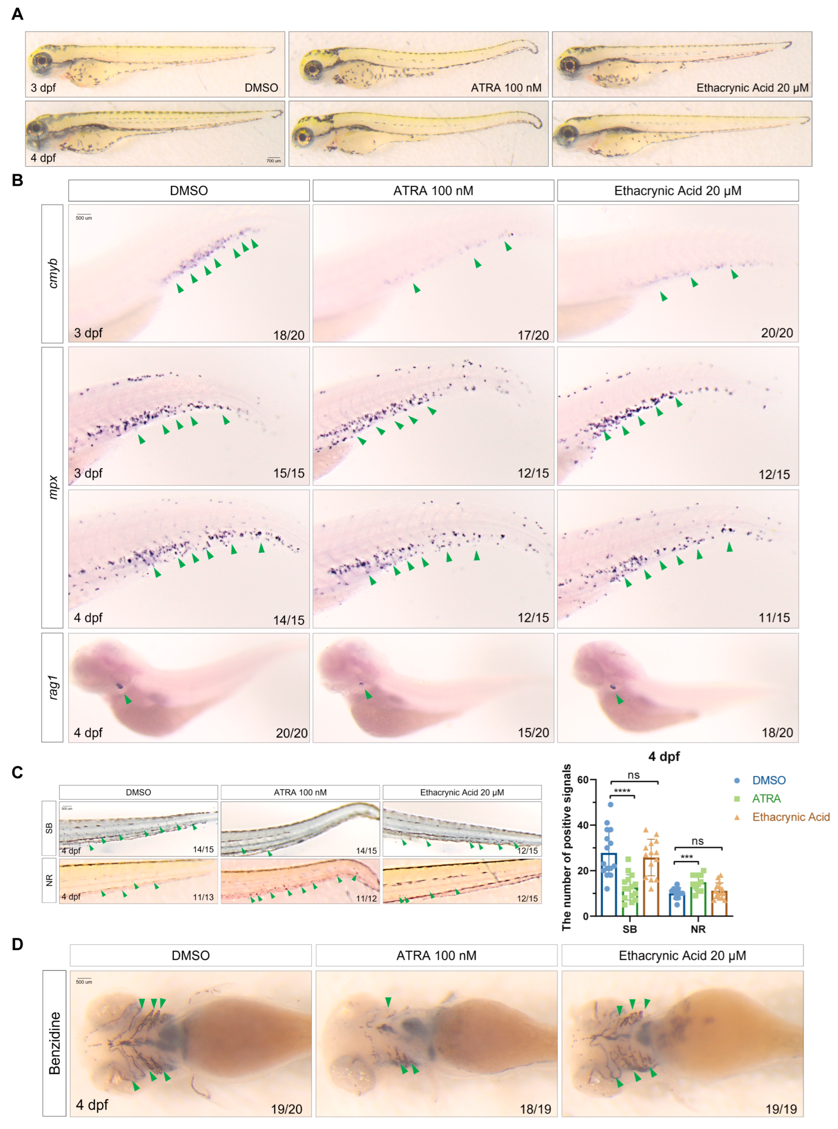 Ijms 25 07798 g006 Ijms 25 07798 g006