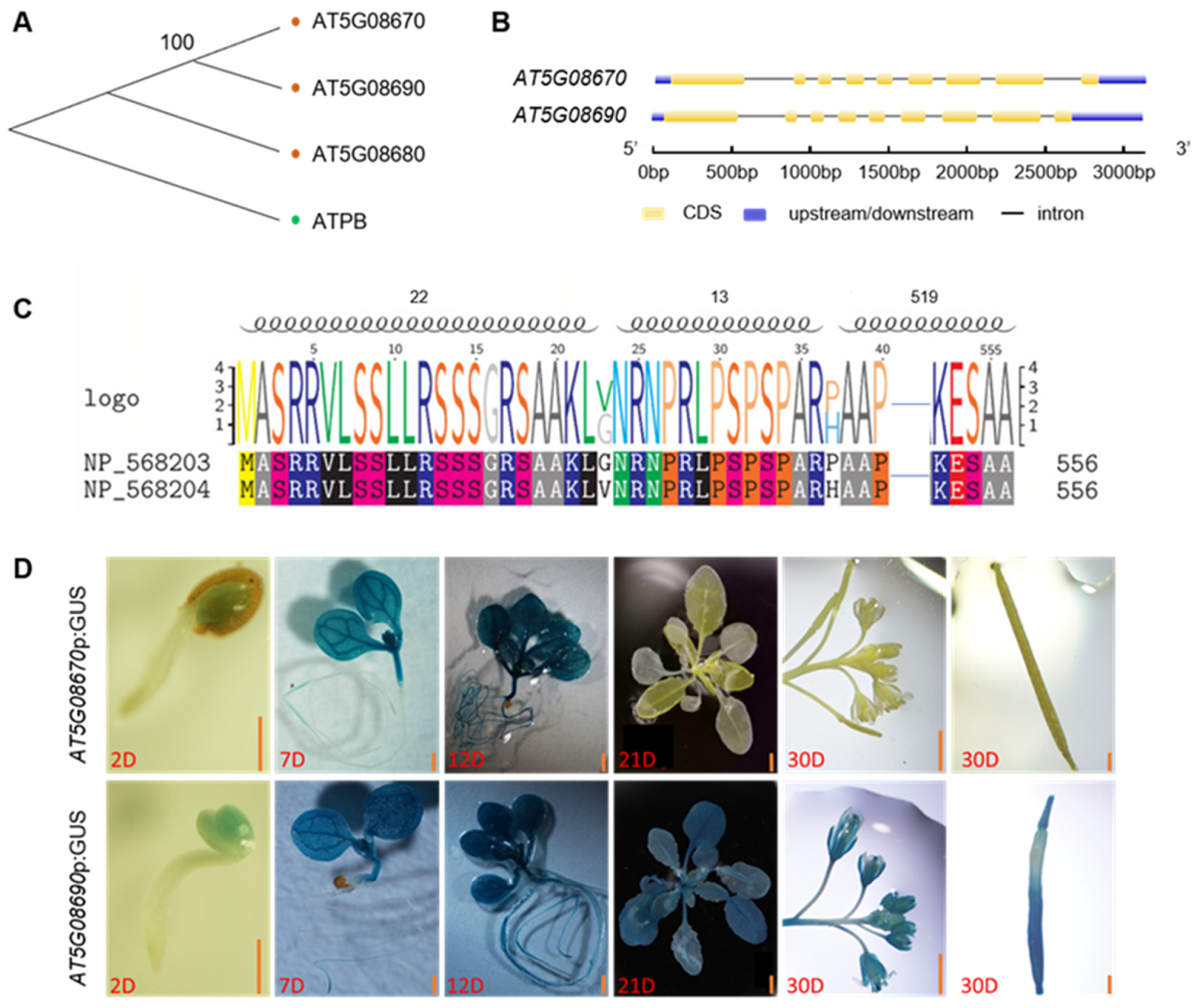 Ijms 25 07829 g001 Ijms 25 07829 g001