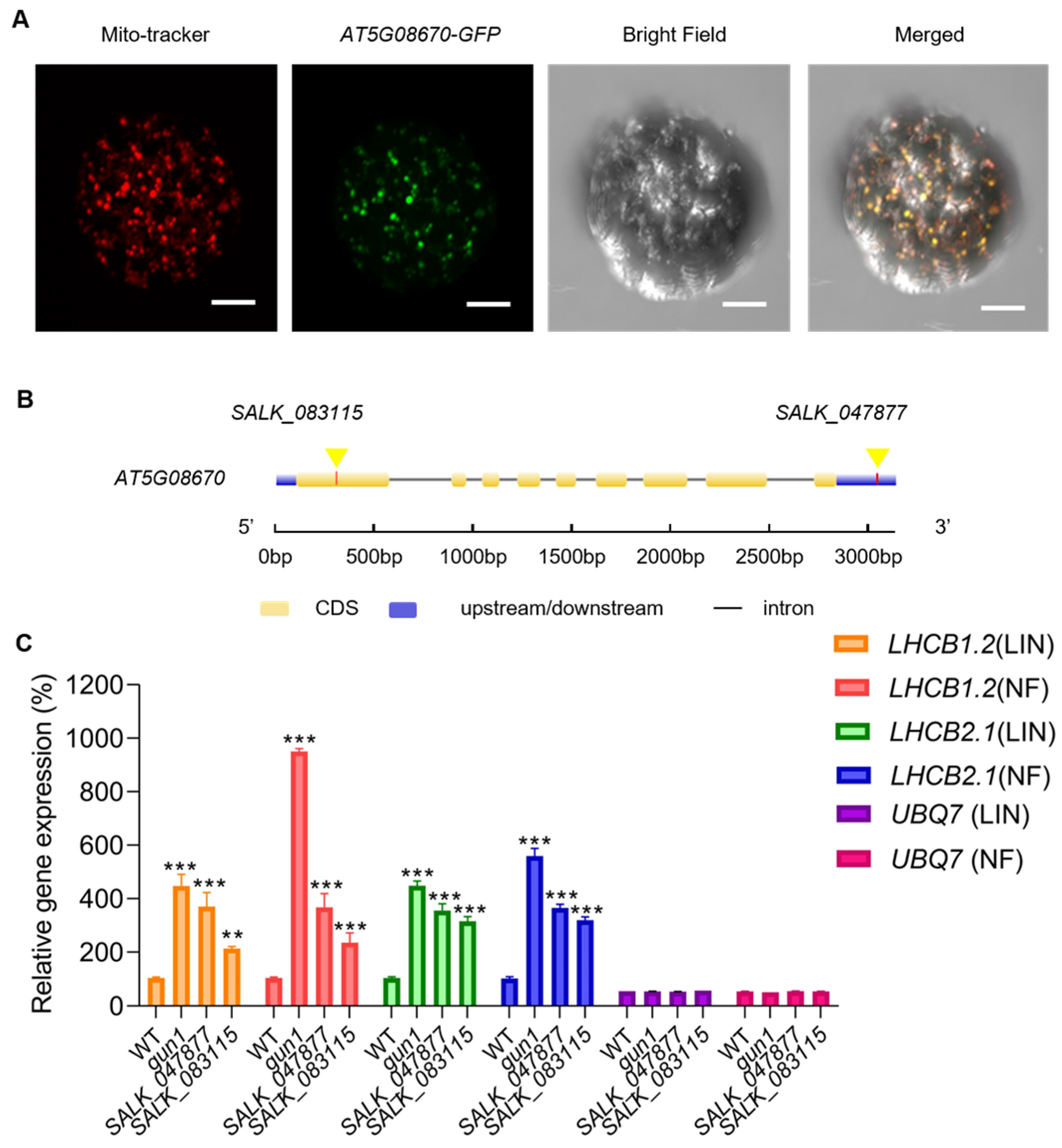 Ijms 25 07829 g002 Ijms 25 07829 g002