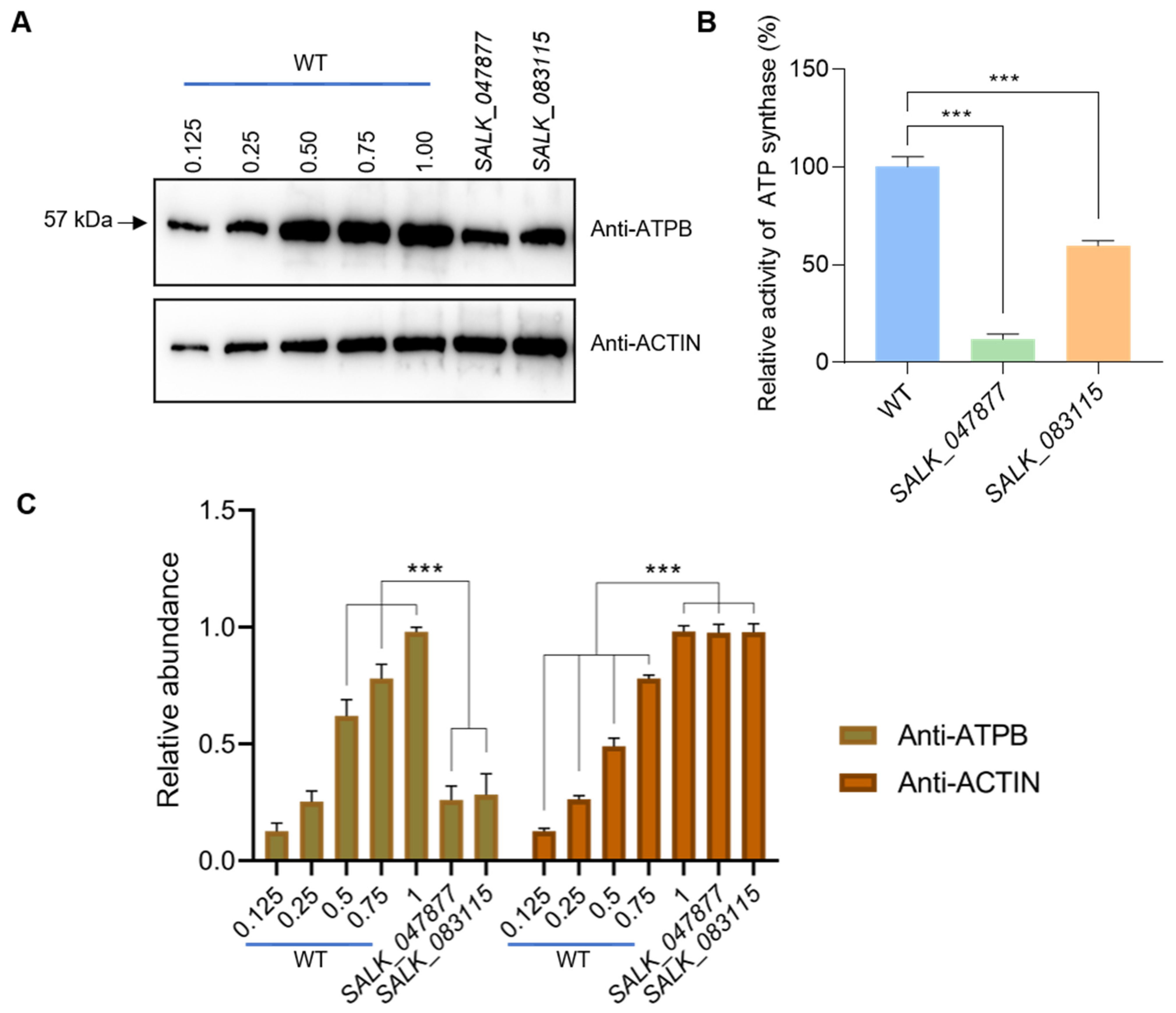 Ijms 25 07829 g003 Ijms 25 07829 g003