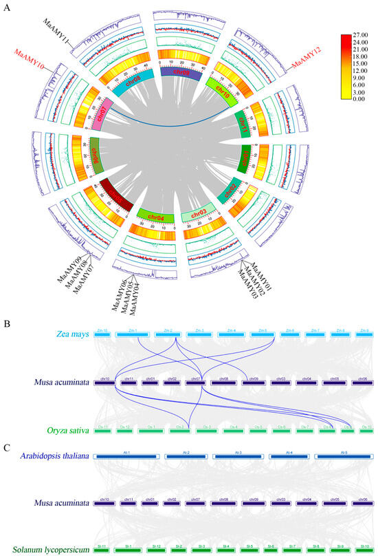 Molecular Characteristics and Functional Identification of a Key