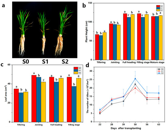 じゅん PDF) Two new species of Gymnopus sect. Levipedes (Omphalotaceae