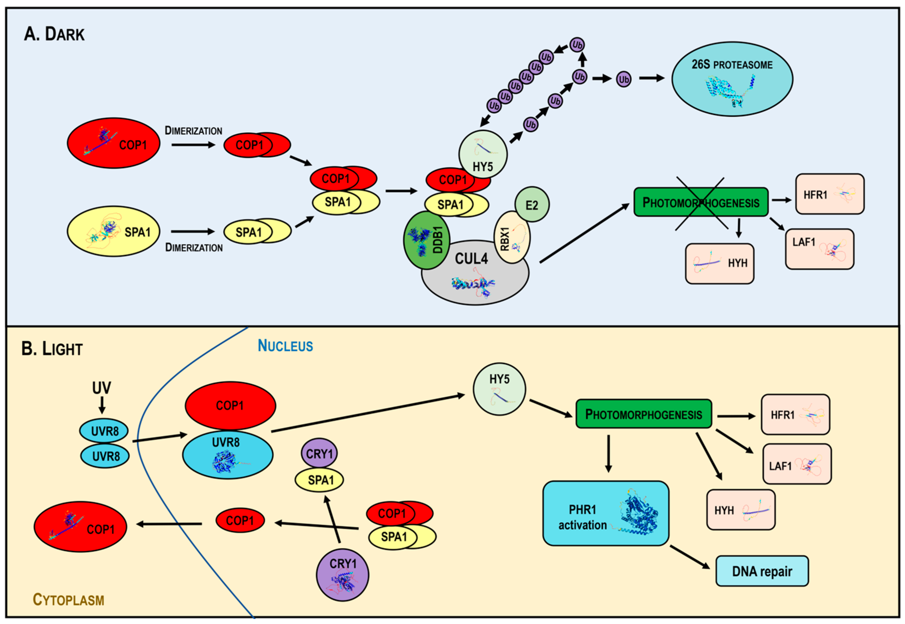 Ijms 25 07851 g004 Ijms 25 07851 g004