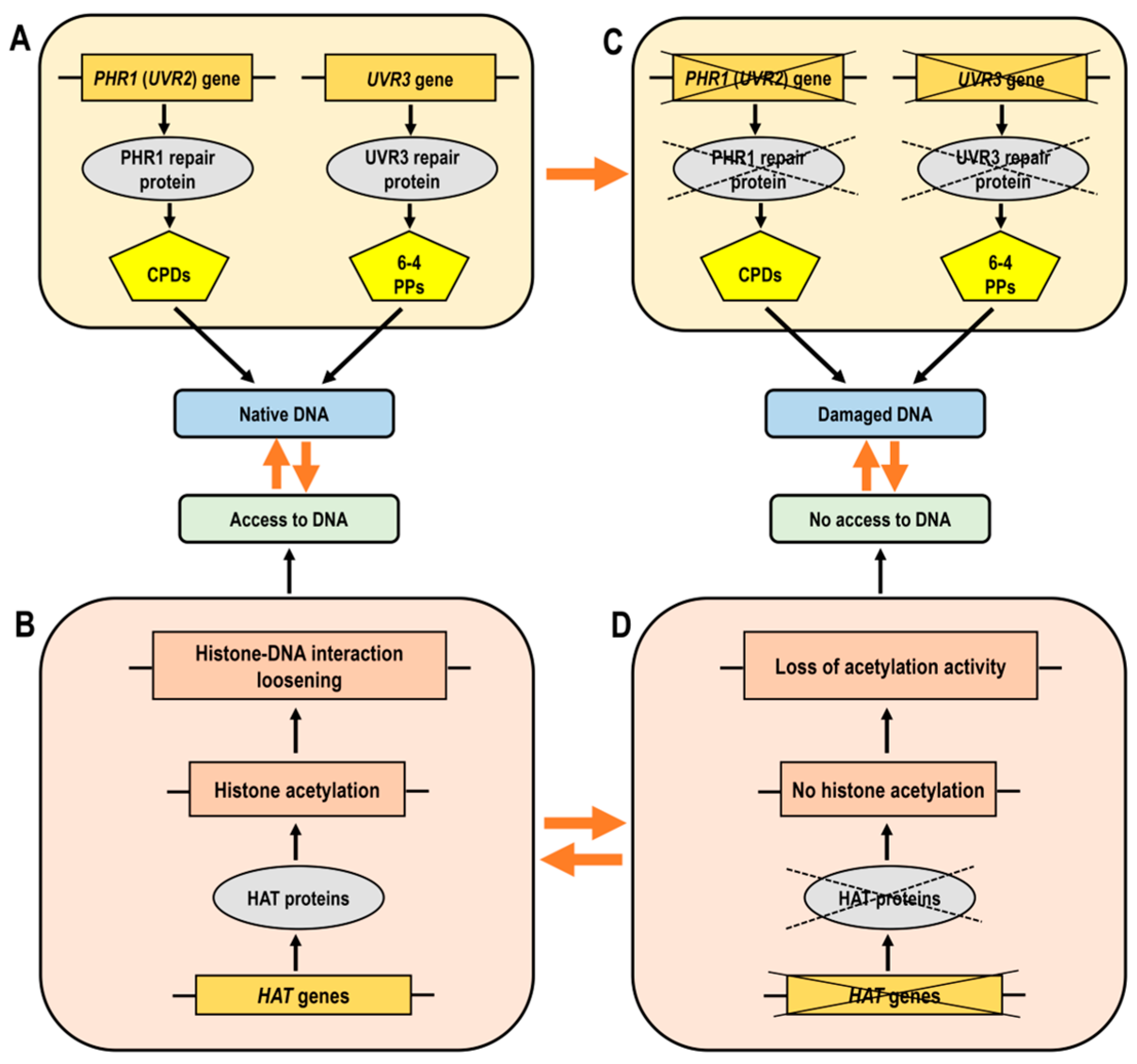 Ijms 25 07851 g005 Ijms 25 07851 g005